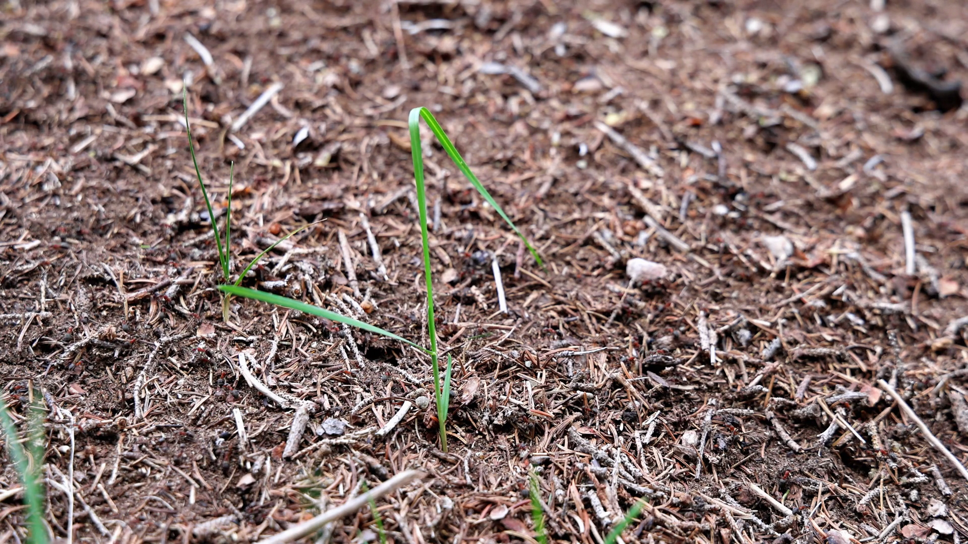 Many Fast Ants Build Huge Anthill From Sand Stock Footage SBV-352801831 ...