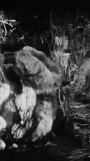 US - 1925 - in this silent adventure film, a gorilla brings a woman in the jungle bananas, showing love and care for her.