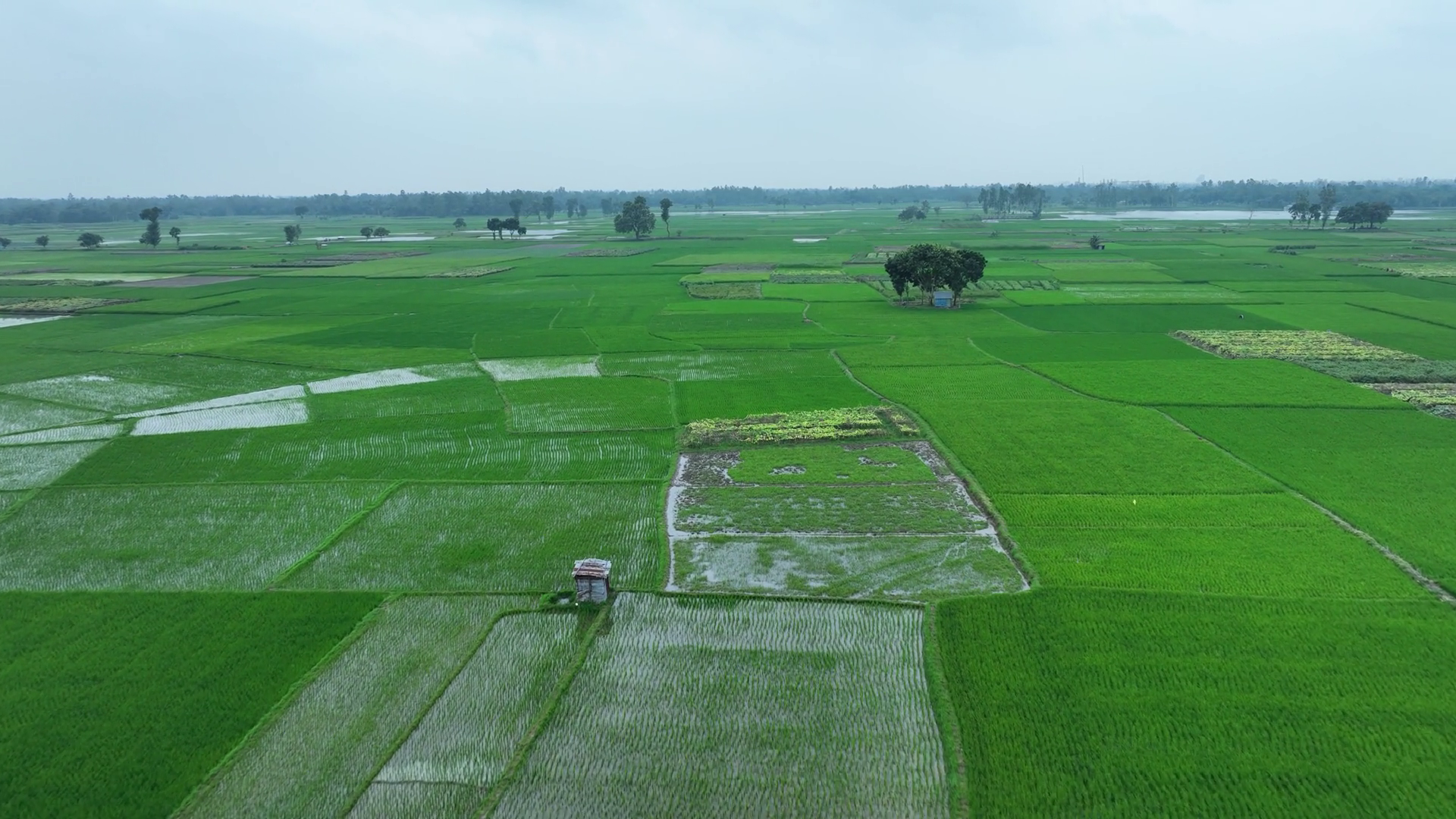 Aerial View Of Rice Fields Bangladesh Stock Footage SBV-352679683 ...