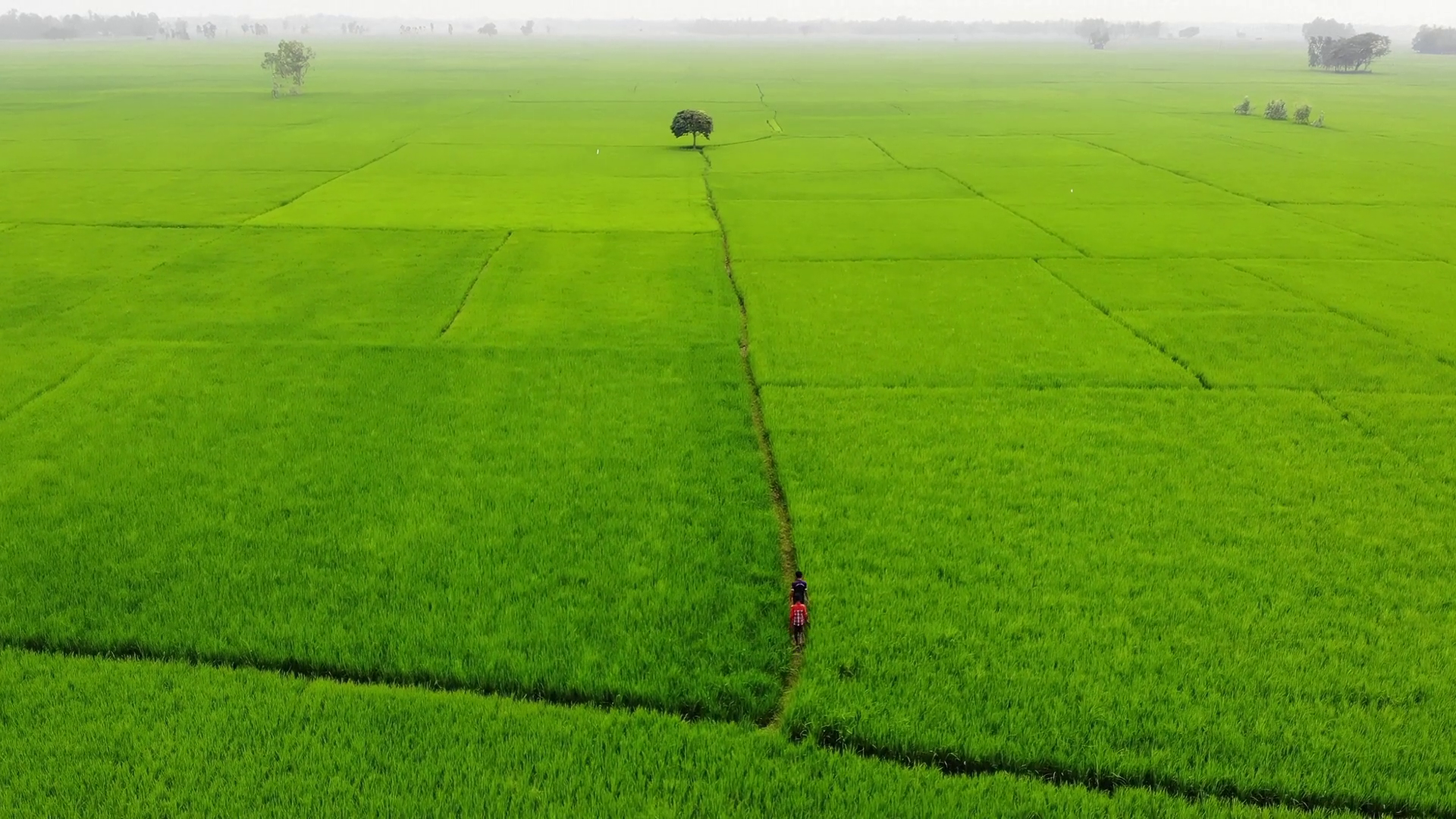 Aerial View Of Vivid Green Rice Fields Stock Footage SBV-352679486 ...