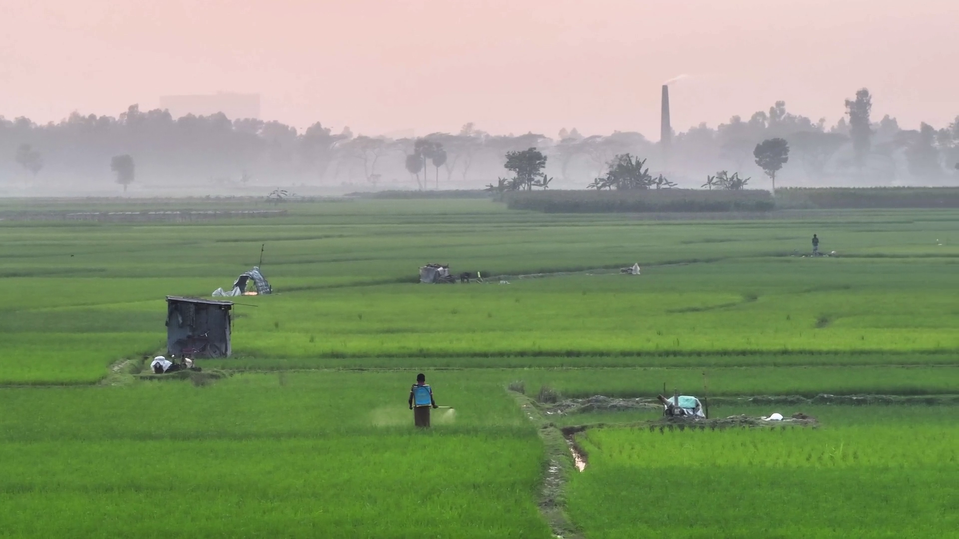Aerial View Of Rice Paddy Field Bangladesh Stock Footage SBV-352689571 ...