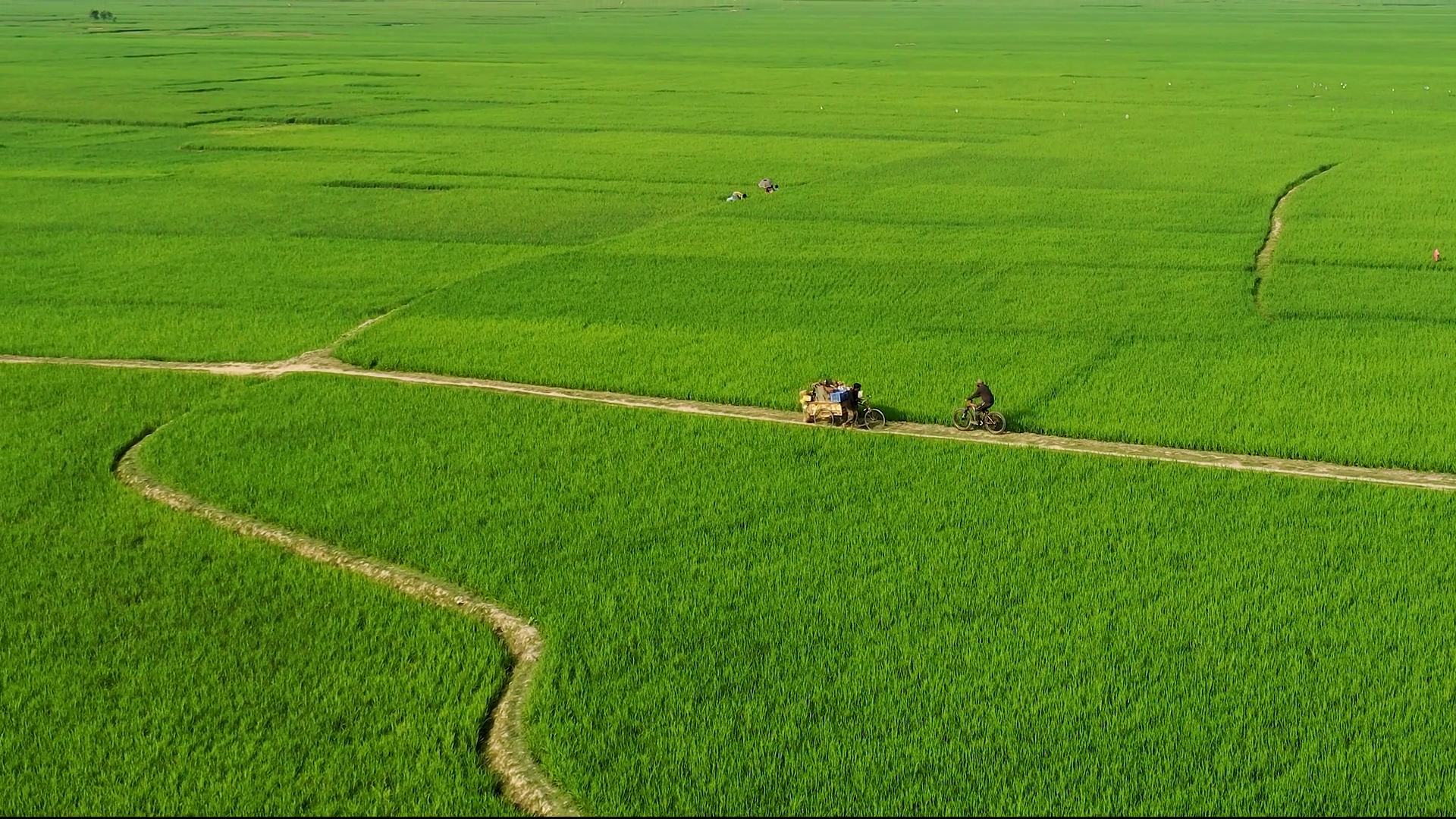 Aerial View Of Rice Fields Path Bangladesh Stock Footage SBV-352689533 ...