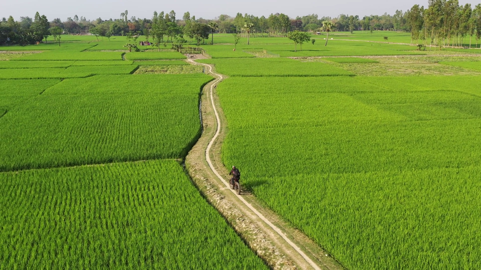 Aerial View Of Rice Fields Bangladesh Stock Footage SBV-352689542 ...