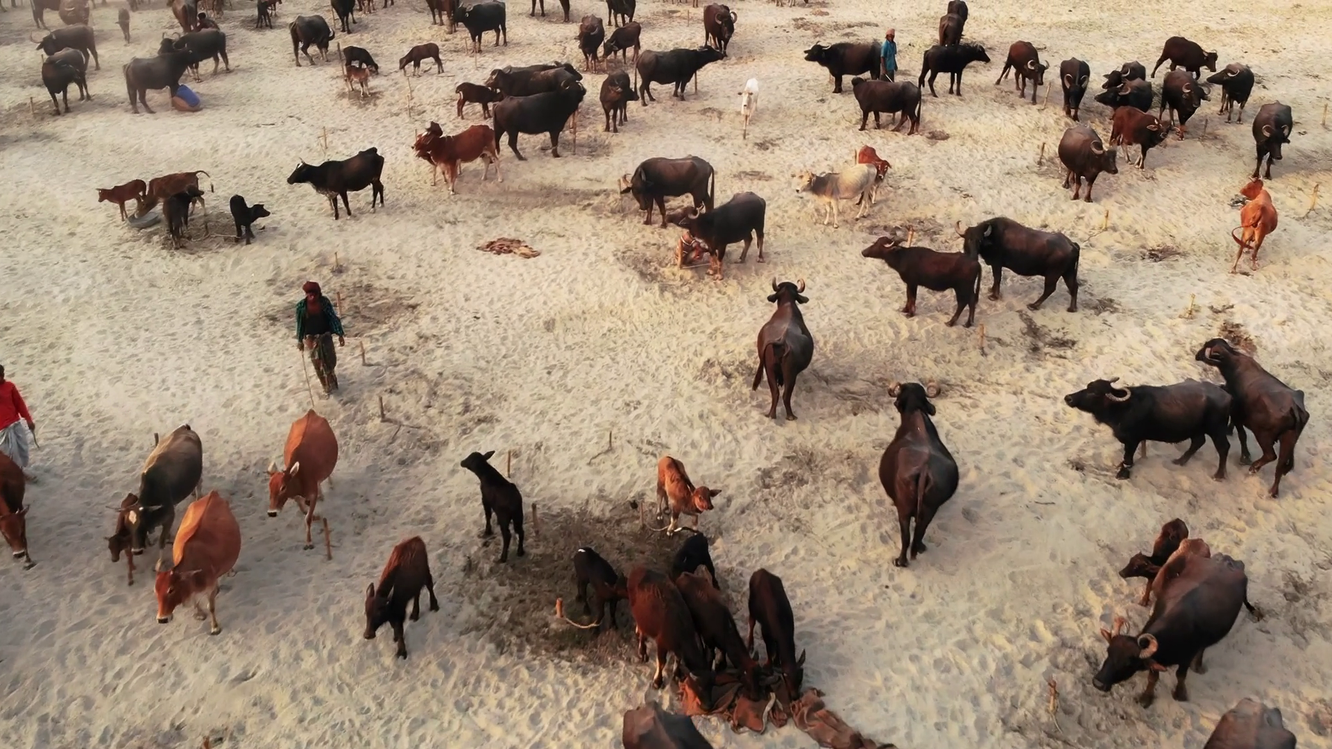 Aerial View Of Water Buffaloes On Sand Stock Footage SBV-352689471 ...