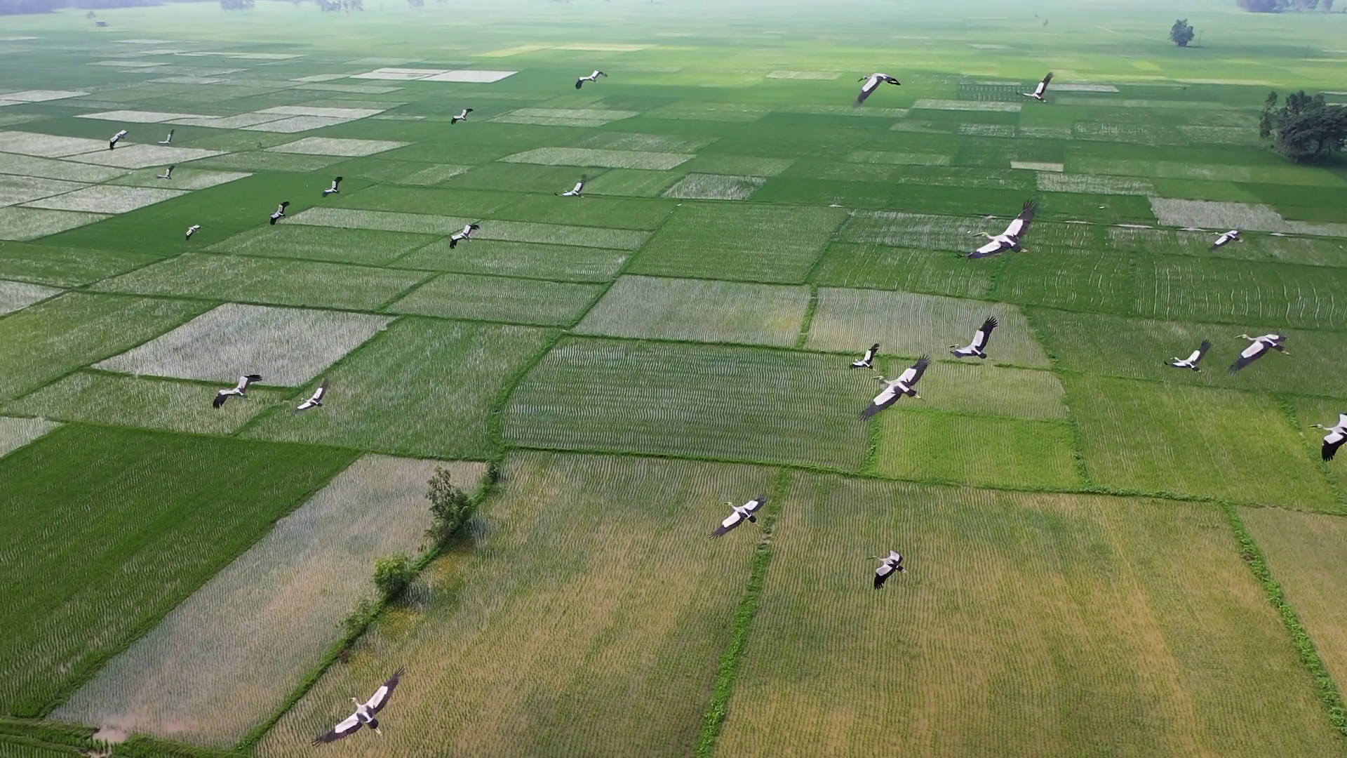 Aerial View Of Rice Fields With Flying Birds Stock Footage SBV ...