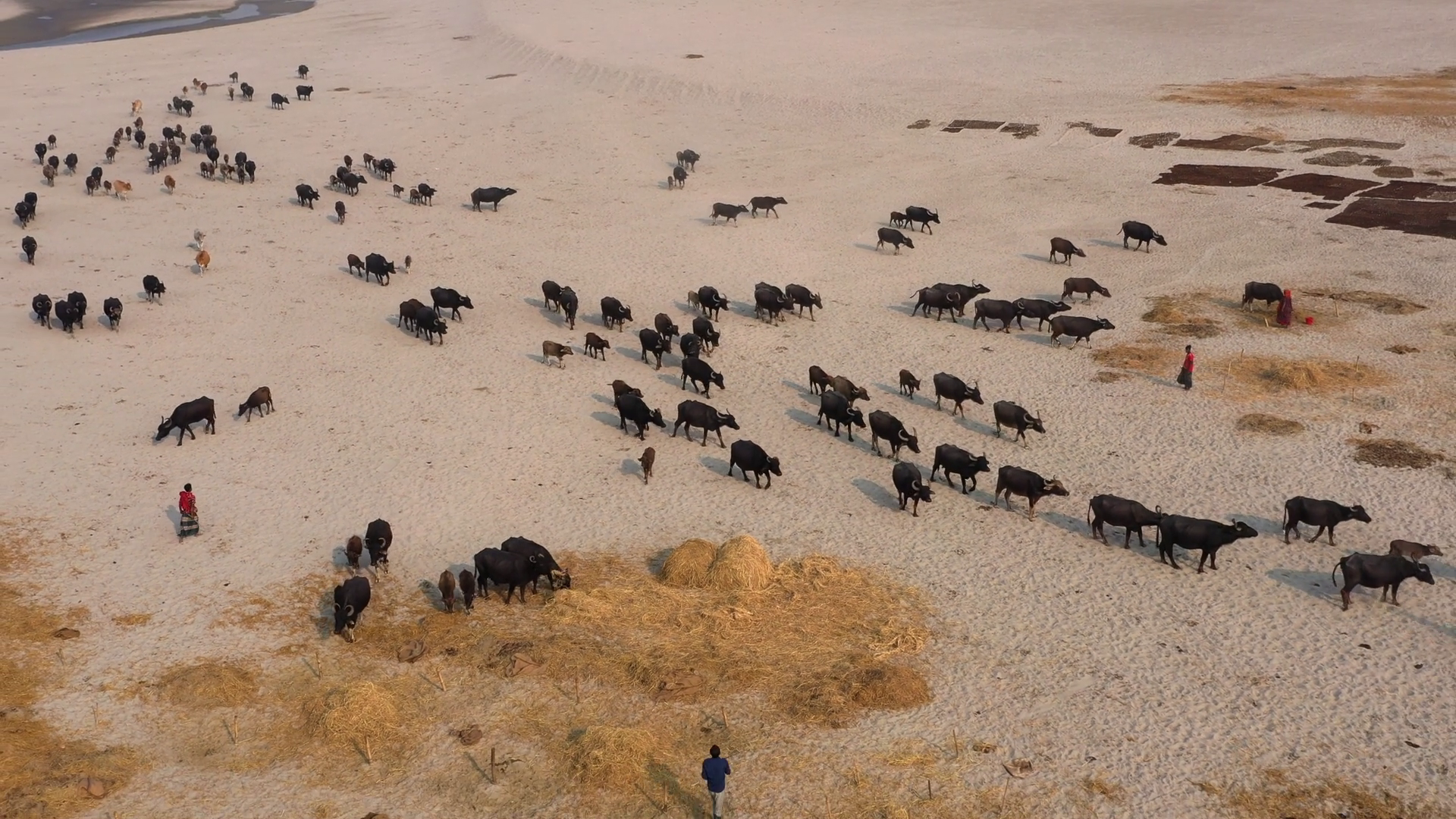 Aerial View Of Herd Of Water Buffaloes Stock Footage SBV-352690052 ...