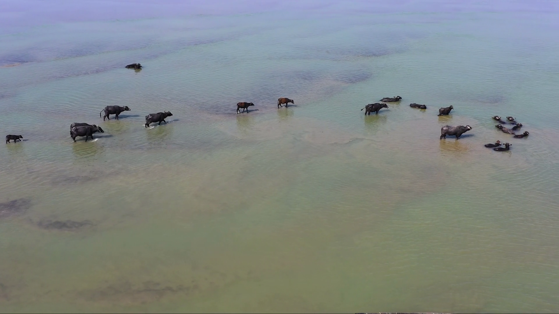 Aerial View Of Water Buffaloes In Water Stock Footage SBV-352690066 ...
