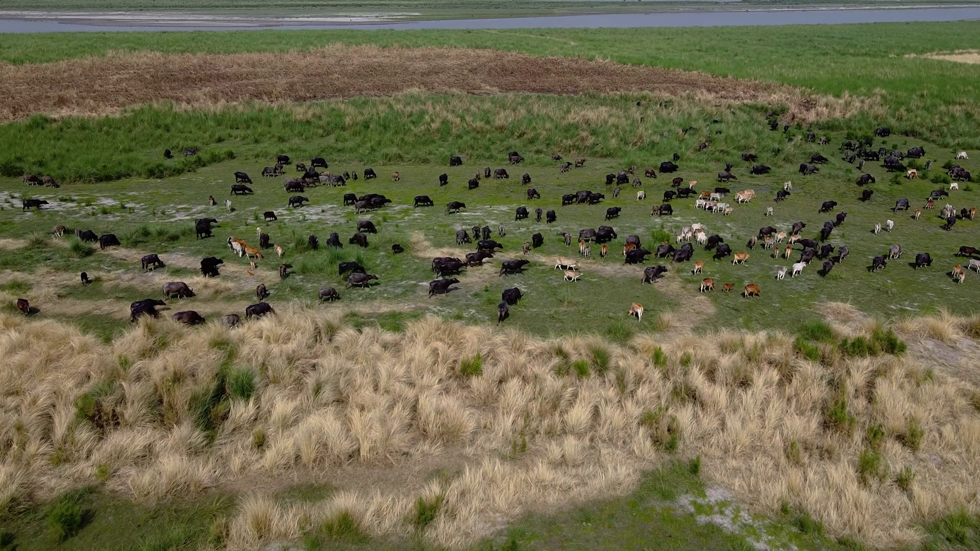 Aerial View Of Cattle Grazing In Field Stock Footage SBV-352690079 ...