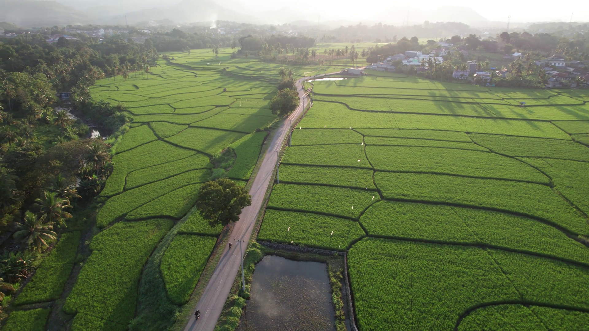 Aerial View Of Lush Green Rice Fields Stock Footage SBV-352741753 ...