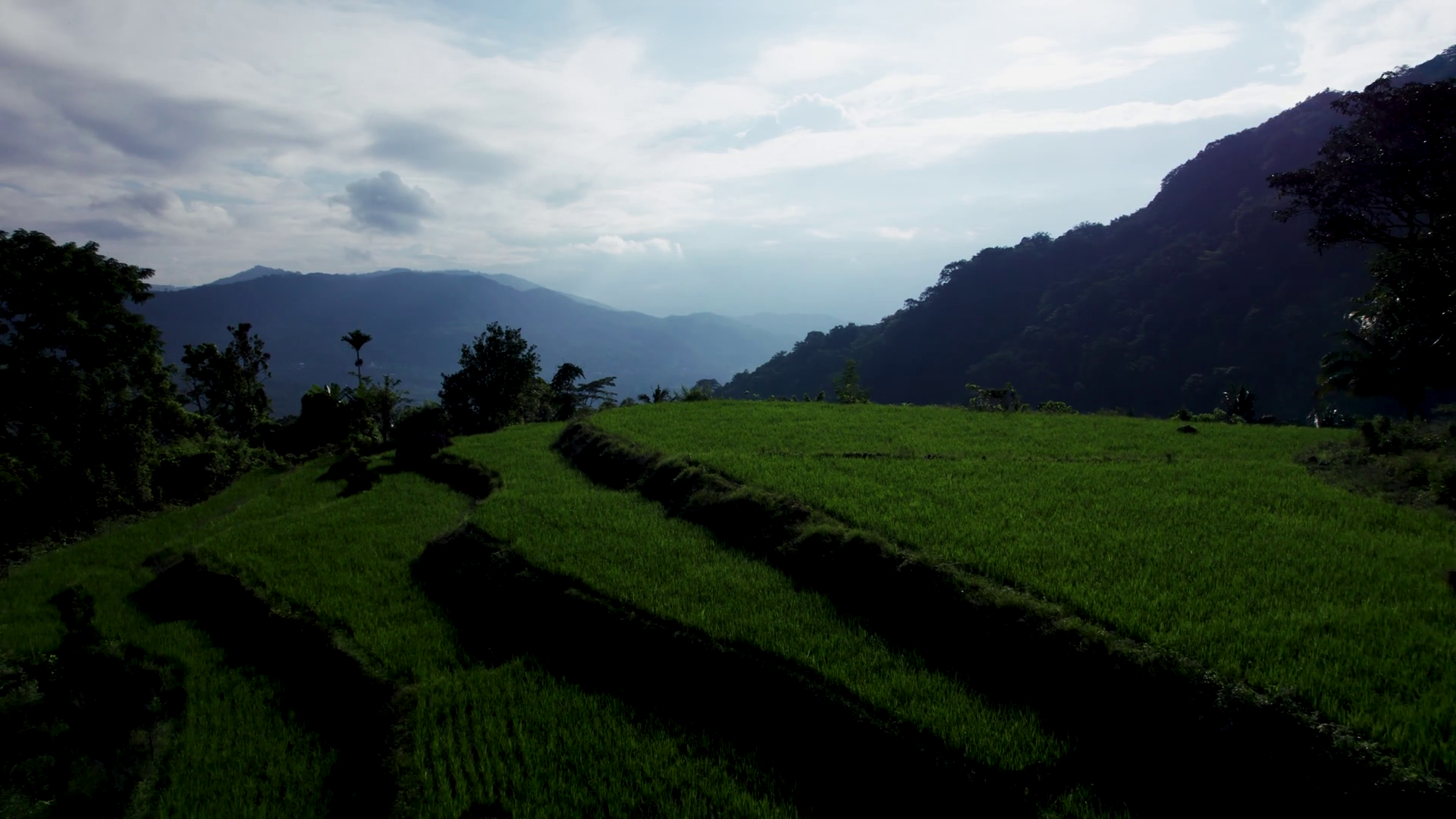 Aerial View Of Rice Fields Landscape Stock Footage SBV-352749042 ...
