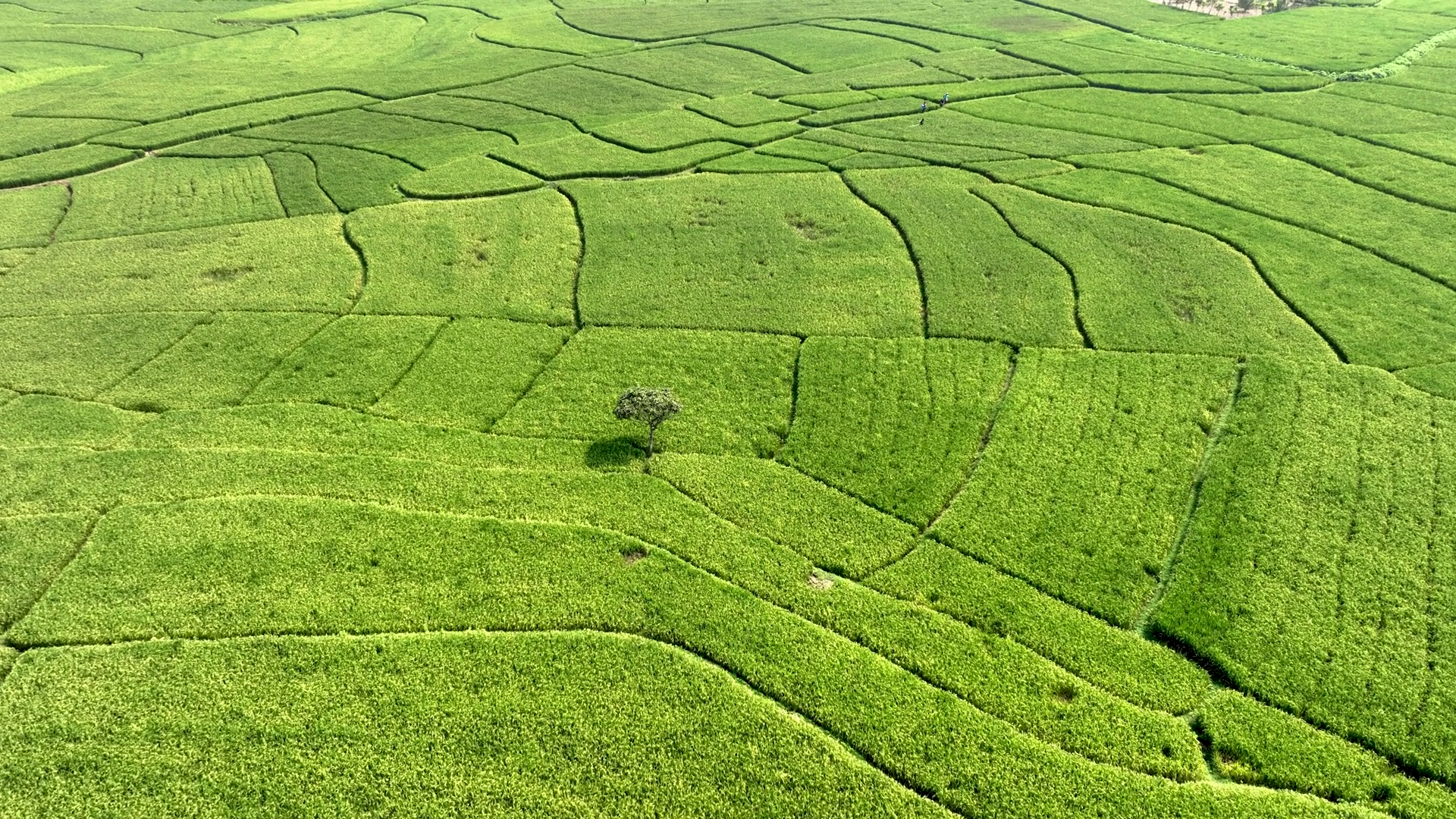 Aerial View Of Lush Green Rice Paddies Stock Footage SBV-353272819 ...