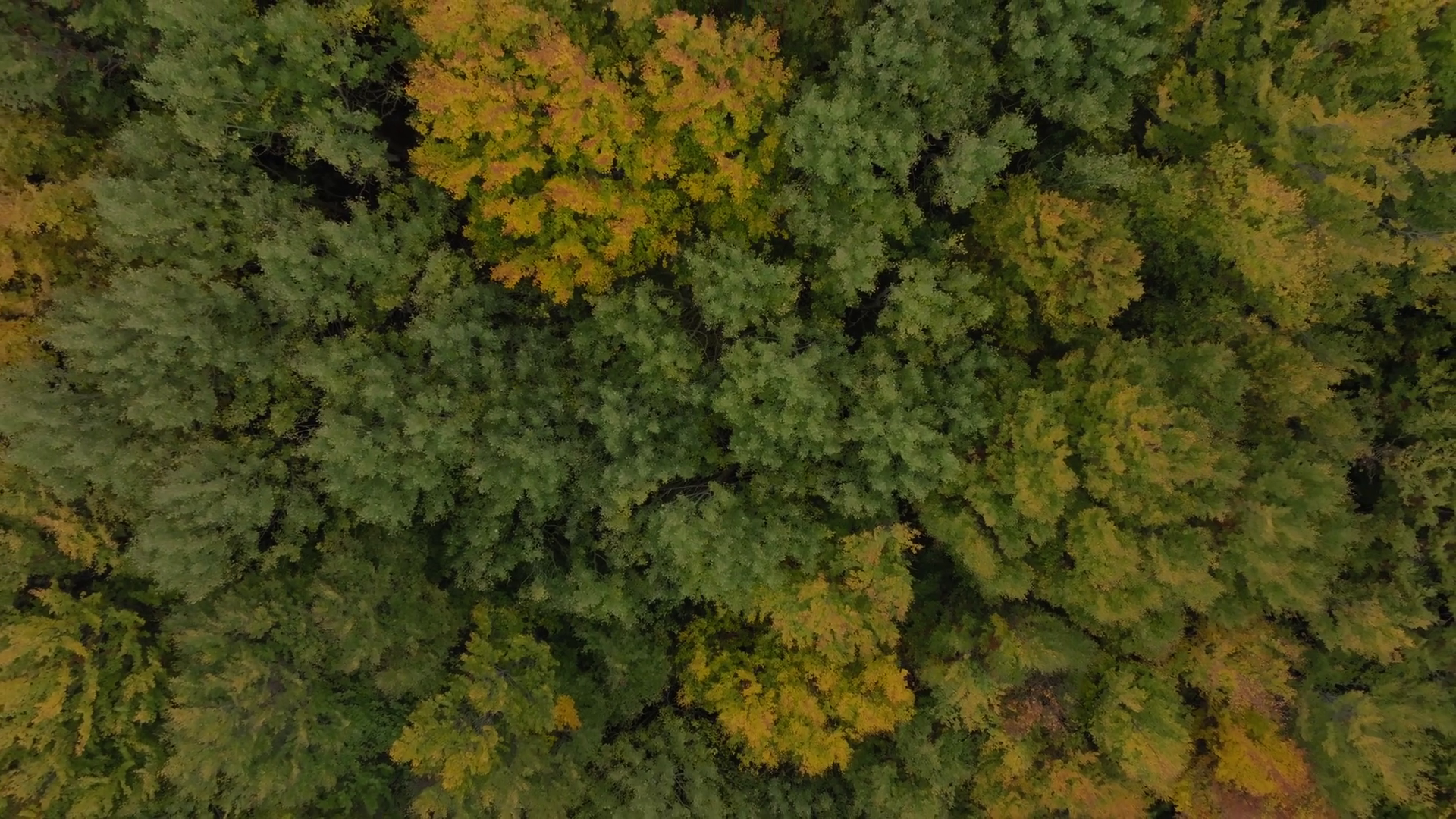 Aerial View Of Dense Forest Canopy With Stock Footage SBV-353477579 ...