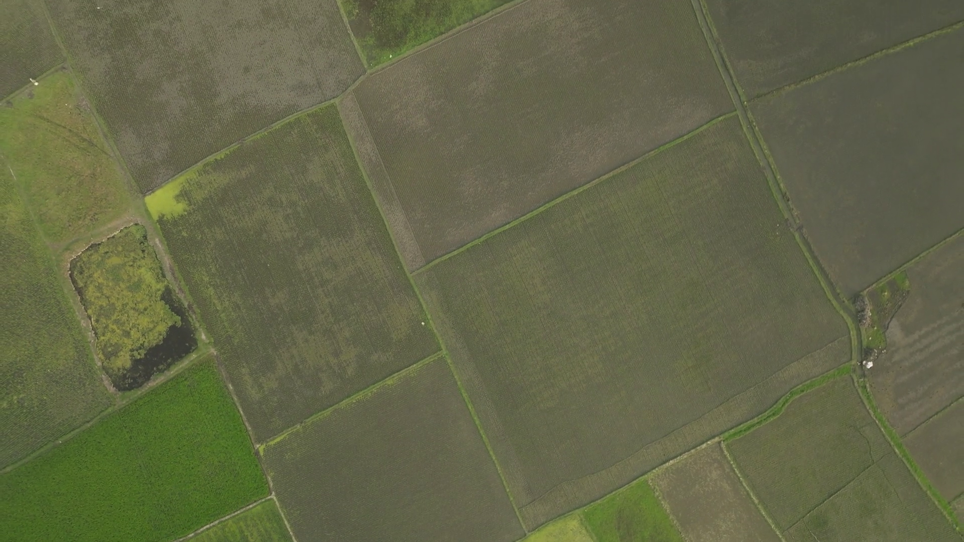 Aerial View Of Lush Green Rice Fields In Stock Footage SBV-351899231 ...