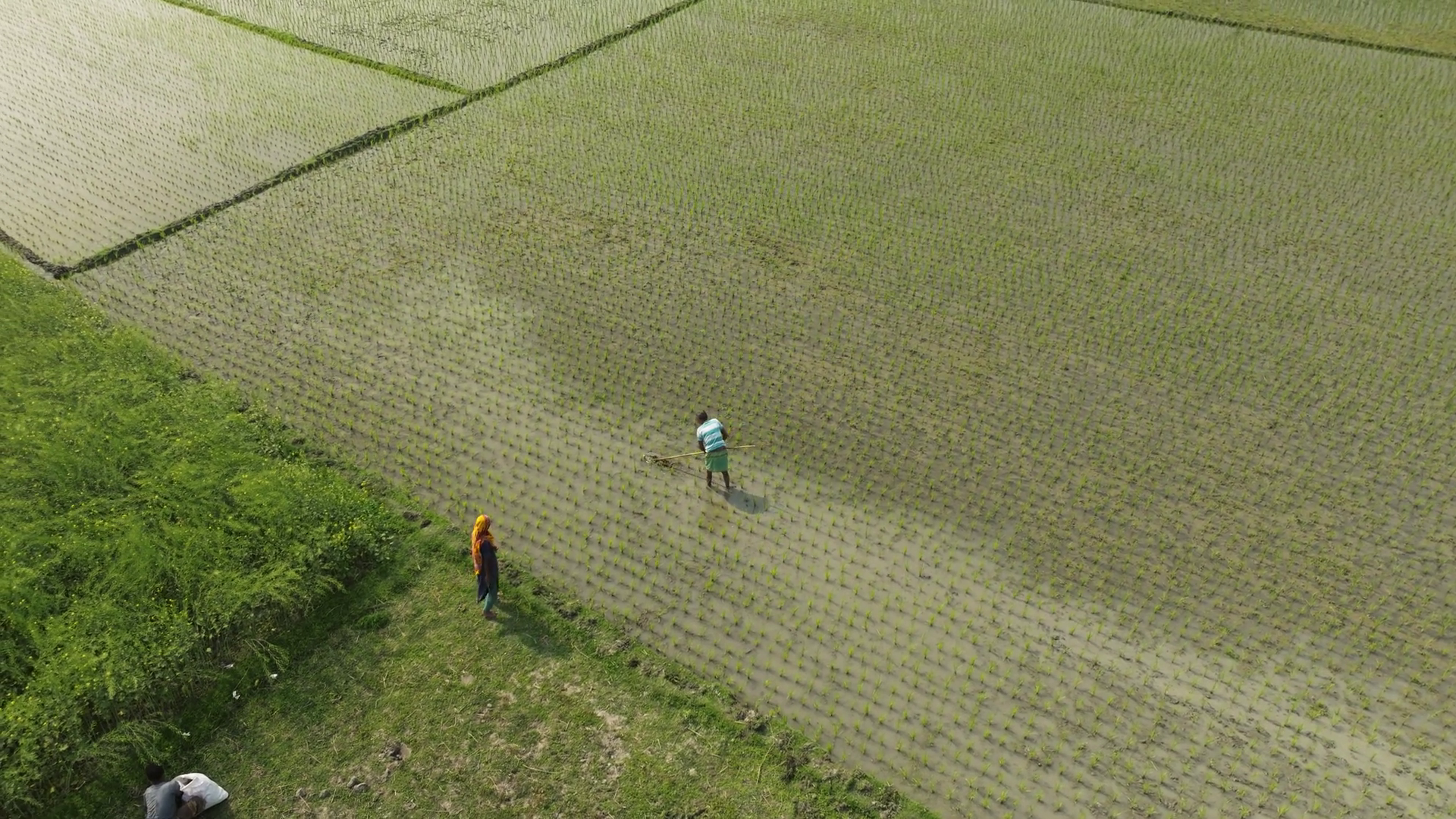 Aerial View Of Beautiful Rice Fields With Stock Footage SBV-351899350 ...