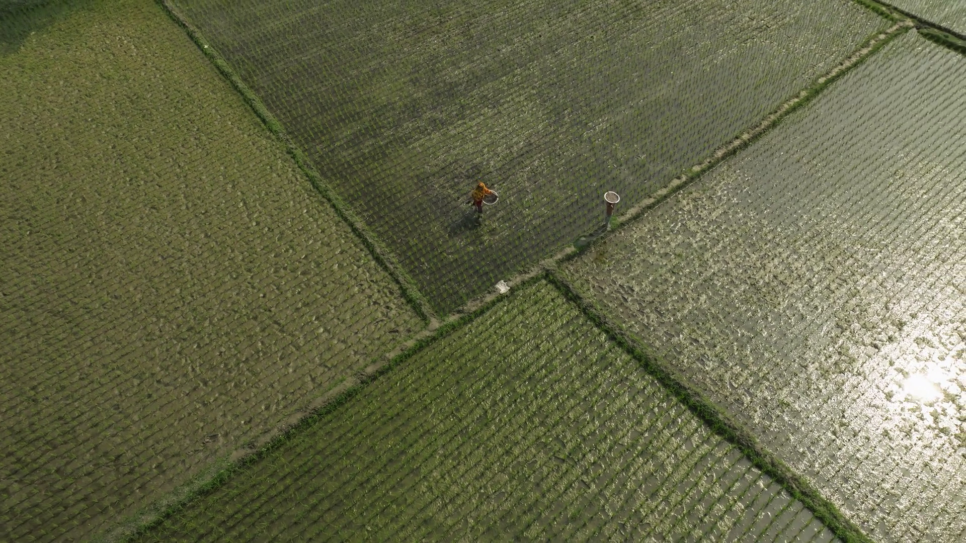 Aerial View Of Beautiful Rice Fields With Stock Footage SBV-351899351 ...