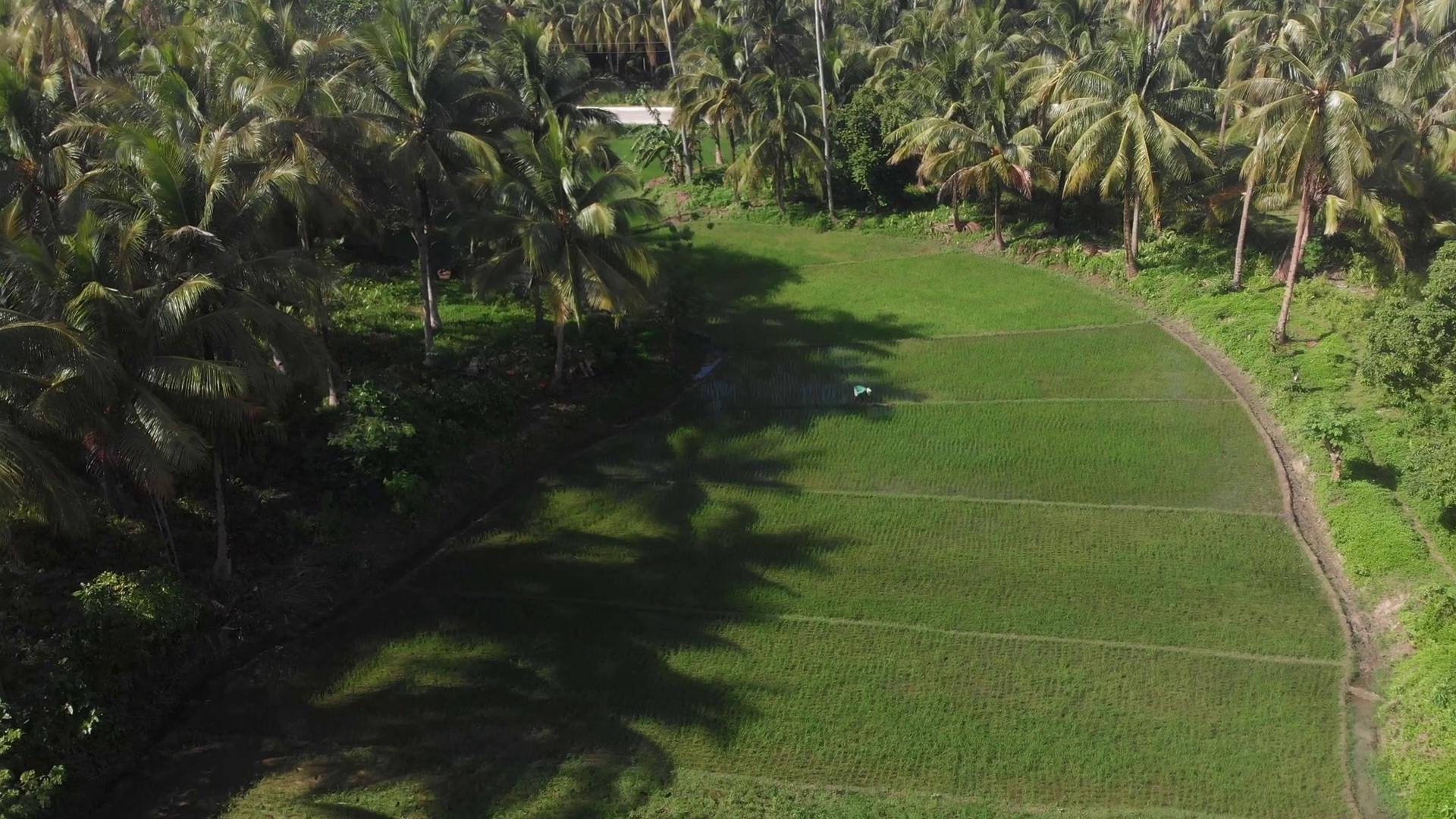 Aerial View Of Lush Green Rice Fields Stock Footage SBV-348914992 ...