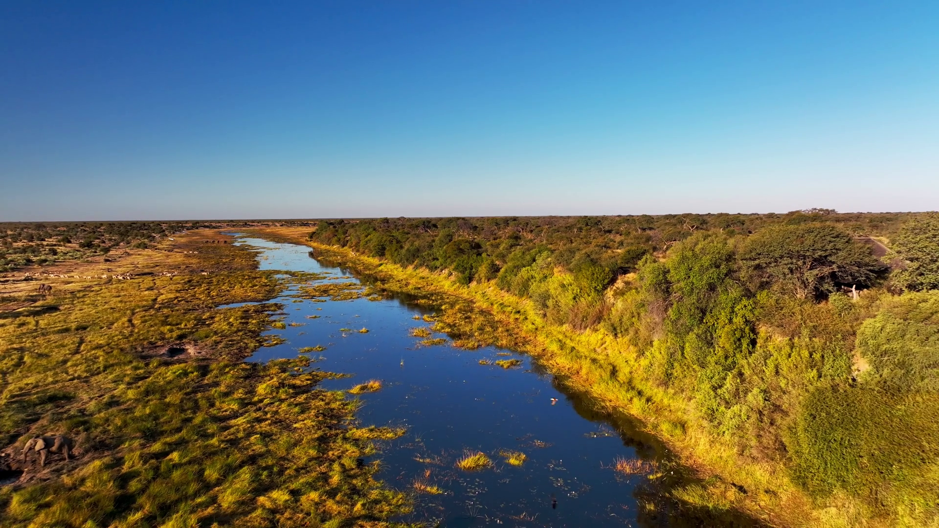 Aerial View Of Wildlife Along Boteti River Stock Footage SBV-347434757 ...