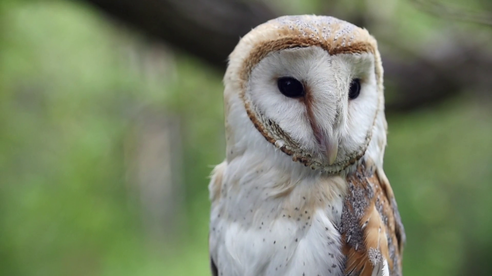 Owl Turning Head High Definition Owl Turning Stock Footage SBV