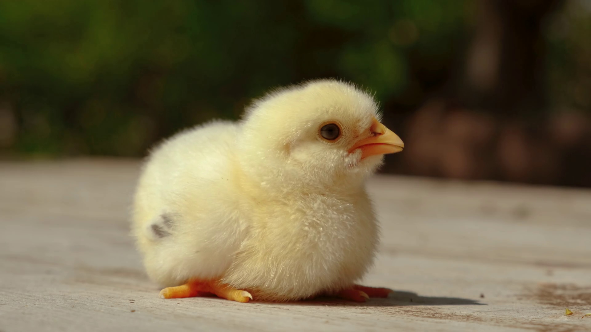 Telephoto View Of Beautiful Yellow Chick Stock Footage SBV-352588121 ...