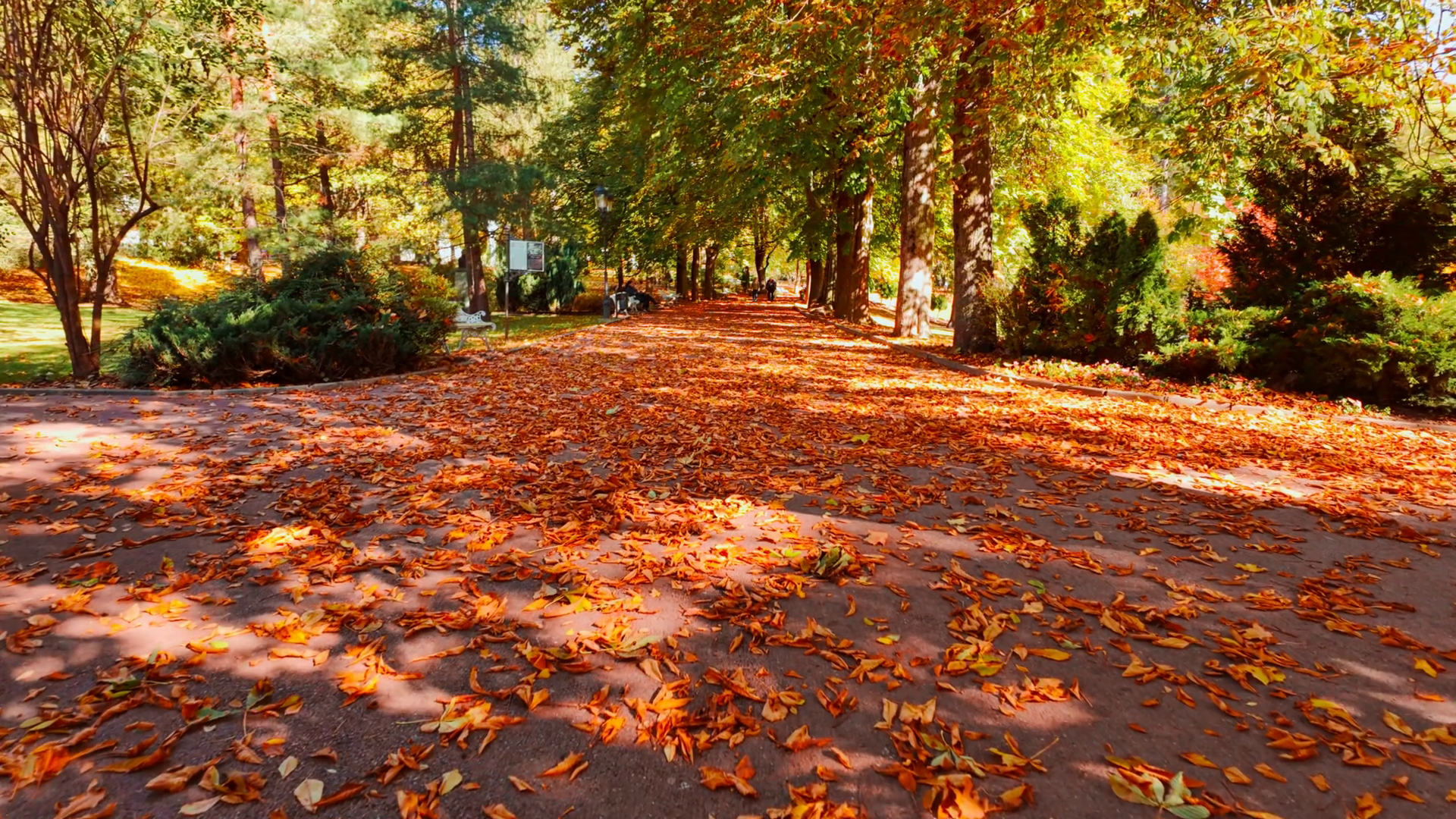 Autumn Scene Featuring Path Blanketed With Stock Footage SBV-352810487 ...