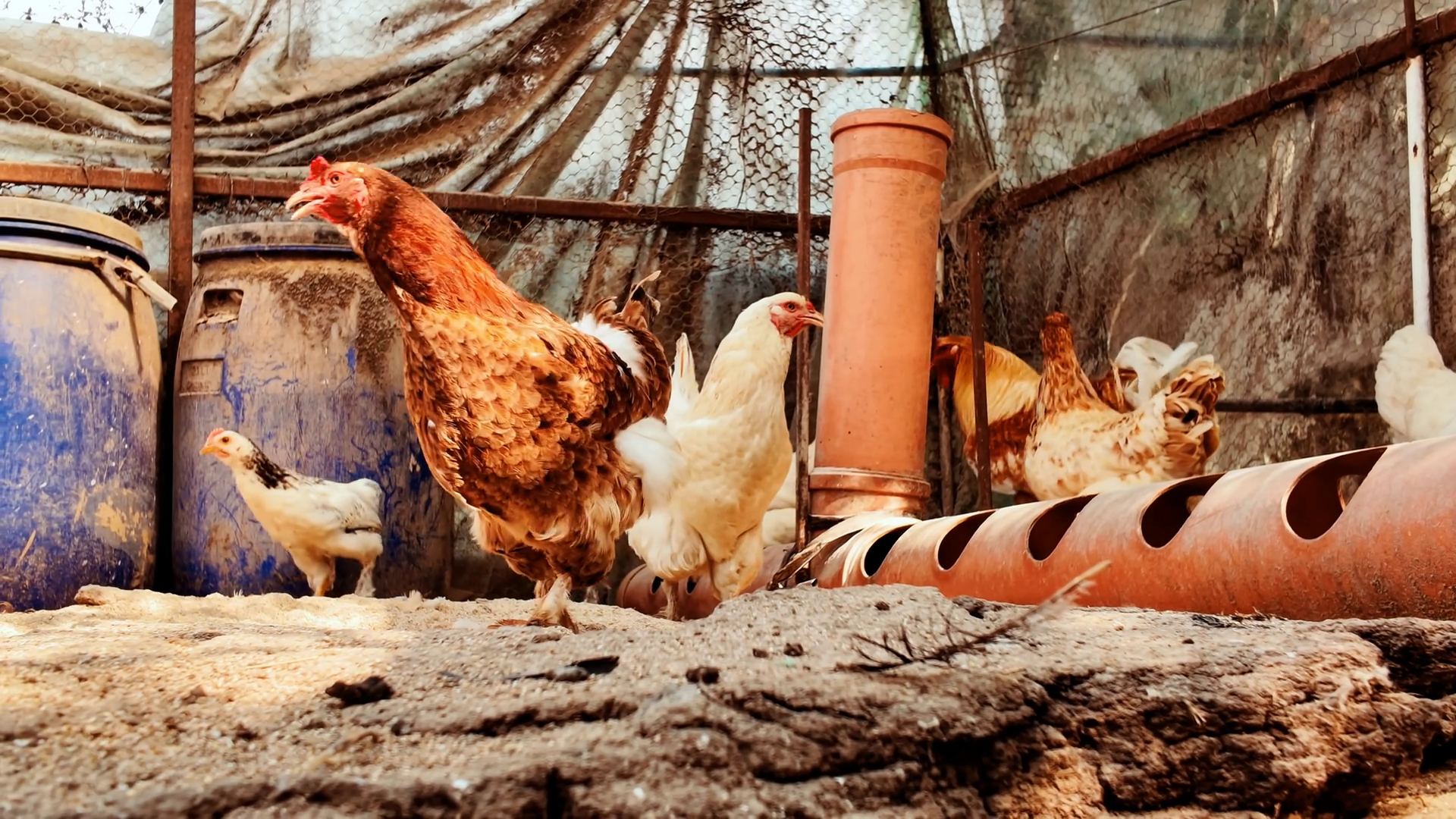 Various Chickens Inside Home-made Coop Stock Footage SBV-353026850 ...