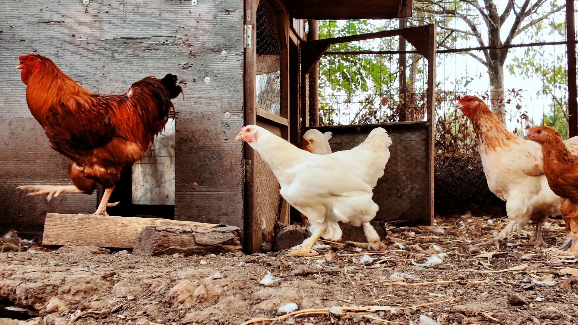 Various Chickens Inside Home-made Coop Stock Footage SBV-353049945 ...