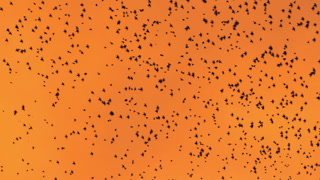 Majestic swarm of birds soaring through a fiery, cinematic sunset in an epic, breathtaking display of the eternal wonder of nature