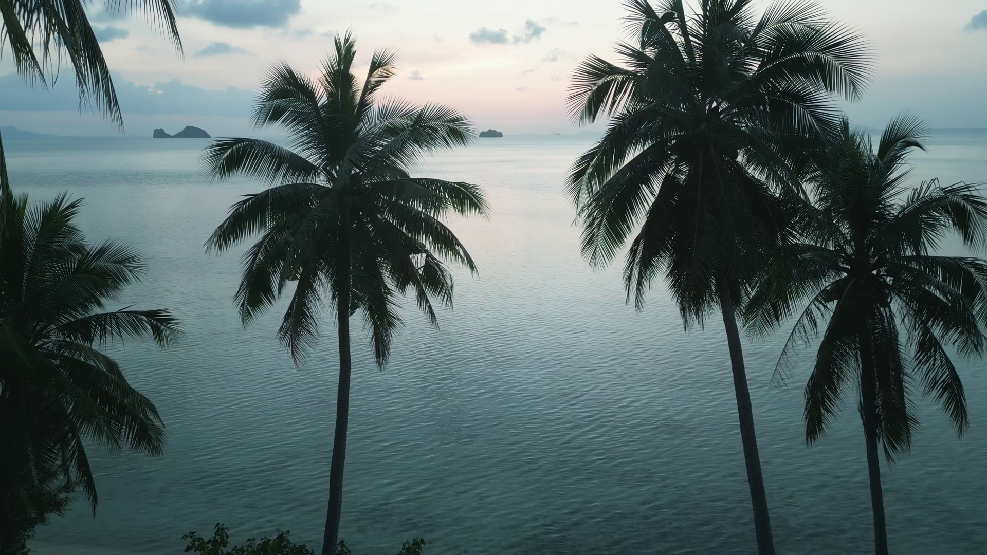 Palm Trees On Background Of Turquoise Sea Stock Footage SBV-351670185 ...