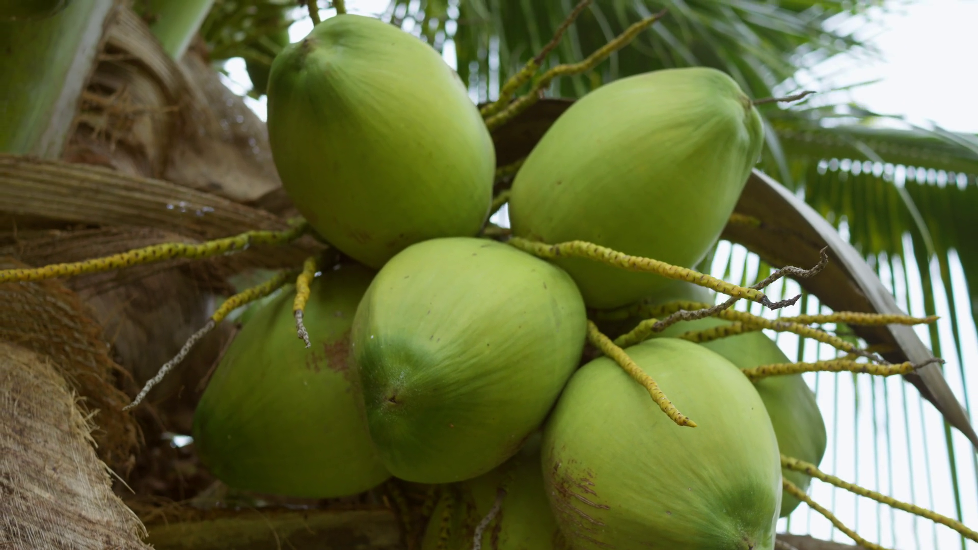 Close-up View Lush Green Coconuts Cluster Stock Footage SBV-351957871 ...