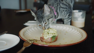 Mischievous cat stealing avocado toast from cafe table. Hungry gray tabby sneaks onto restaurant table and eats human food from plate, funny