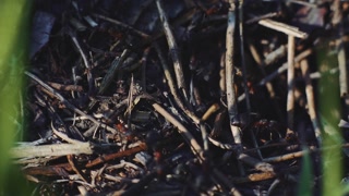 4k Macro view of a colony of Ants on nest in forest as they forage working together. Sunset close-up shot