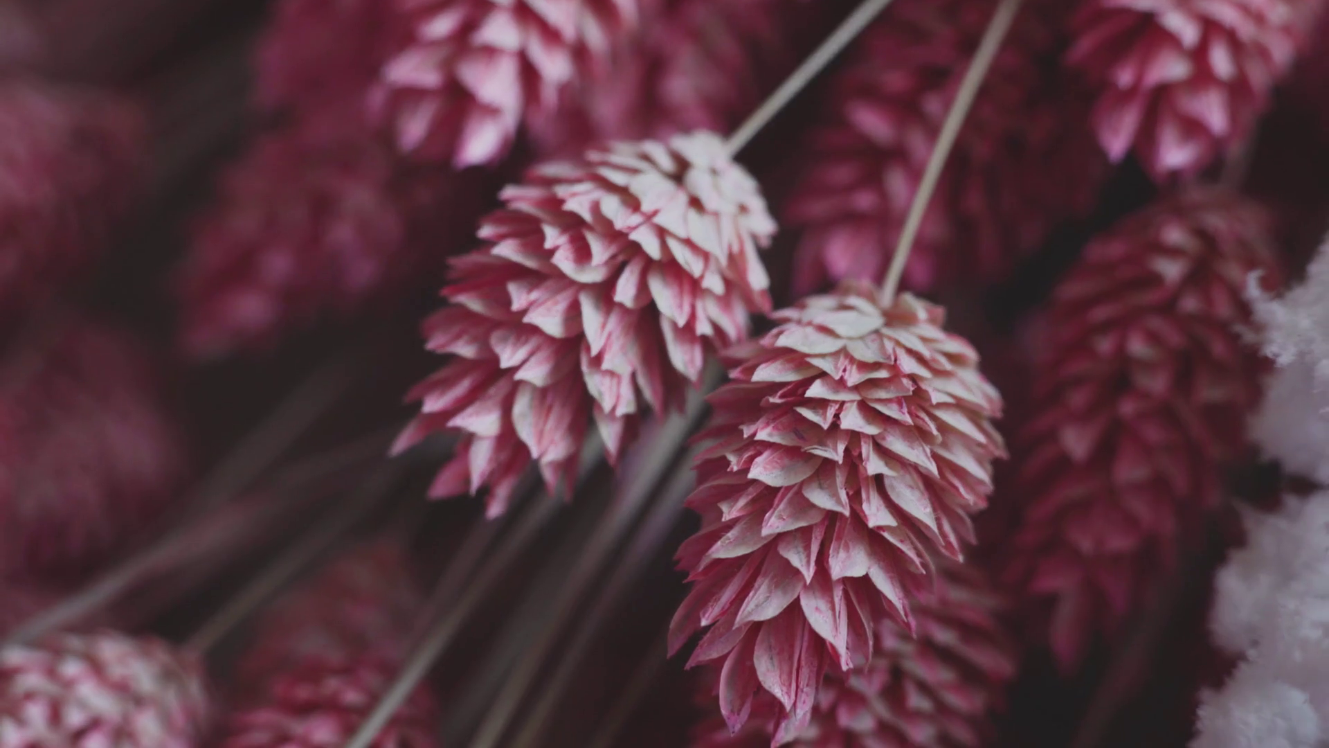 Close up shot. Bouquet of beautiful pink dried flowers on a blue