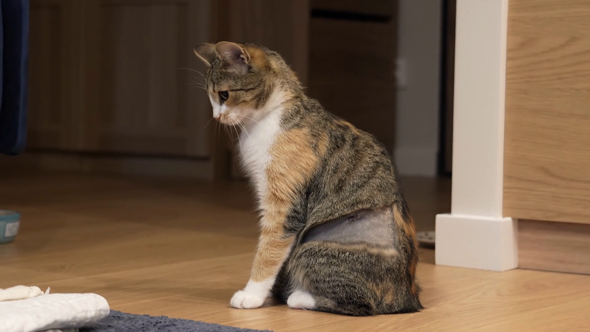 Postsurgery Kitty With Big Eyes Shaved Side Stock Footage SBV