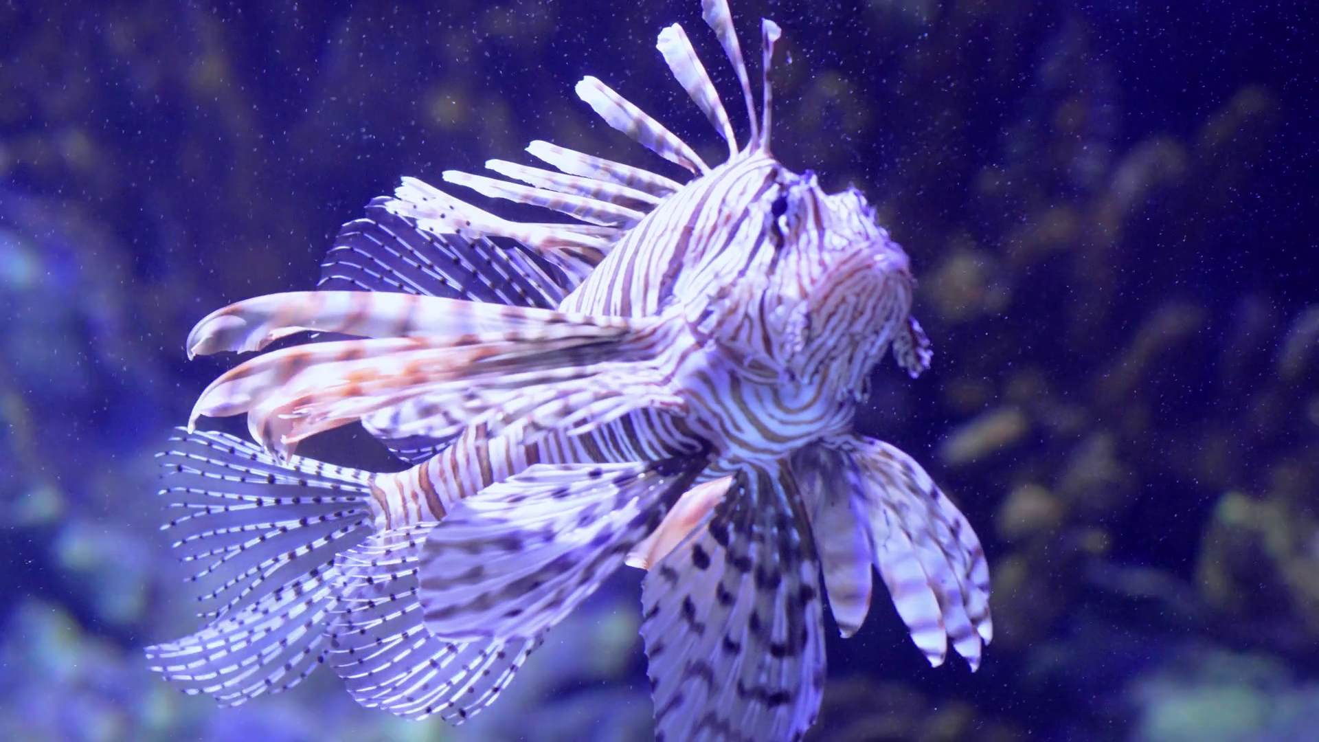 Vibrant Lionfish Swimming Gracefully In Stock Footage SBV-352045057 ...