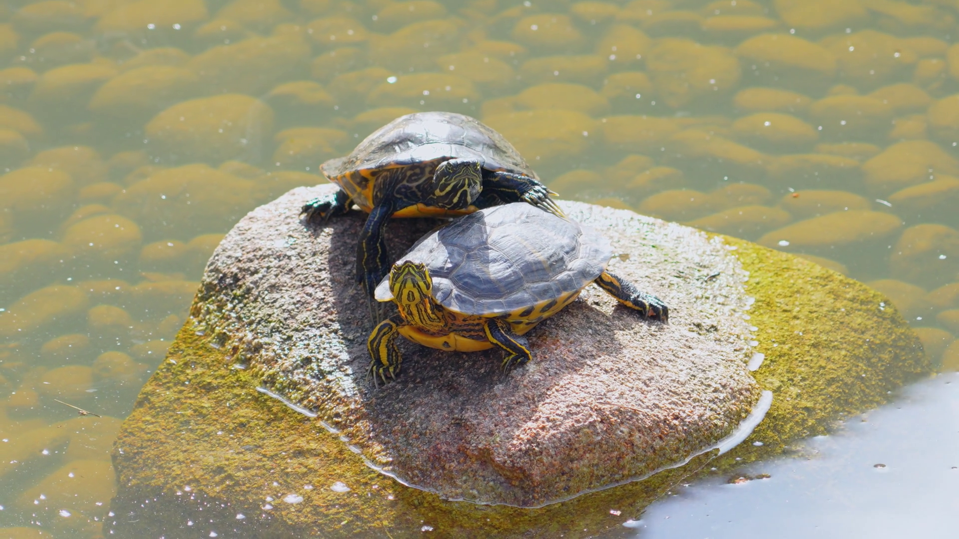 Turtles Basking On Rock In Serene Pond Stock Footage SBV-351944326 ...