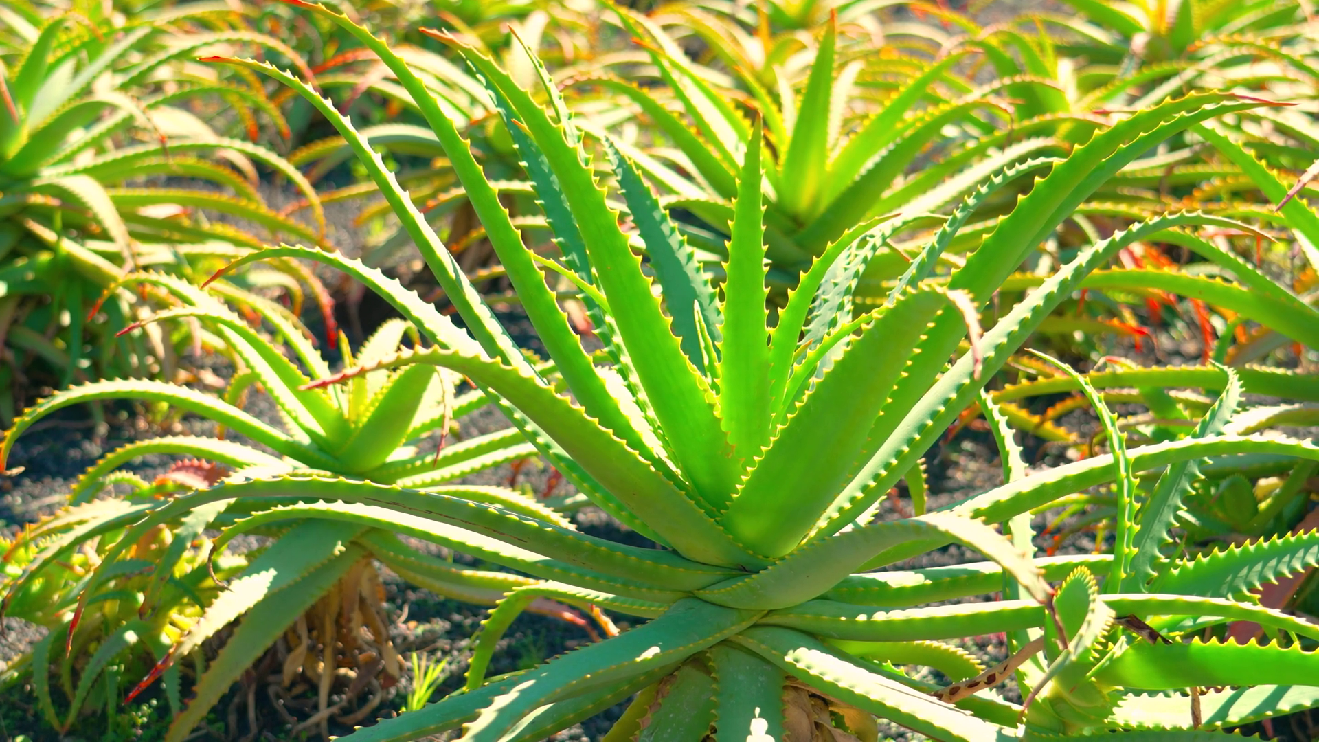 Exploring Vibrant Aloe Vera Garden With Stock Footage SBV-351850790 ...