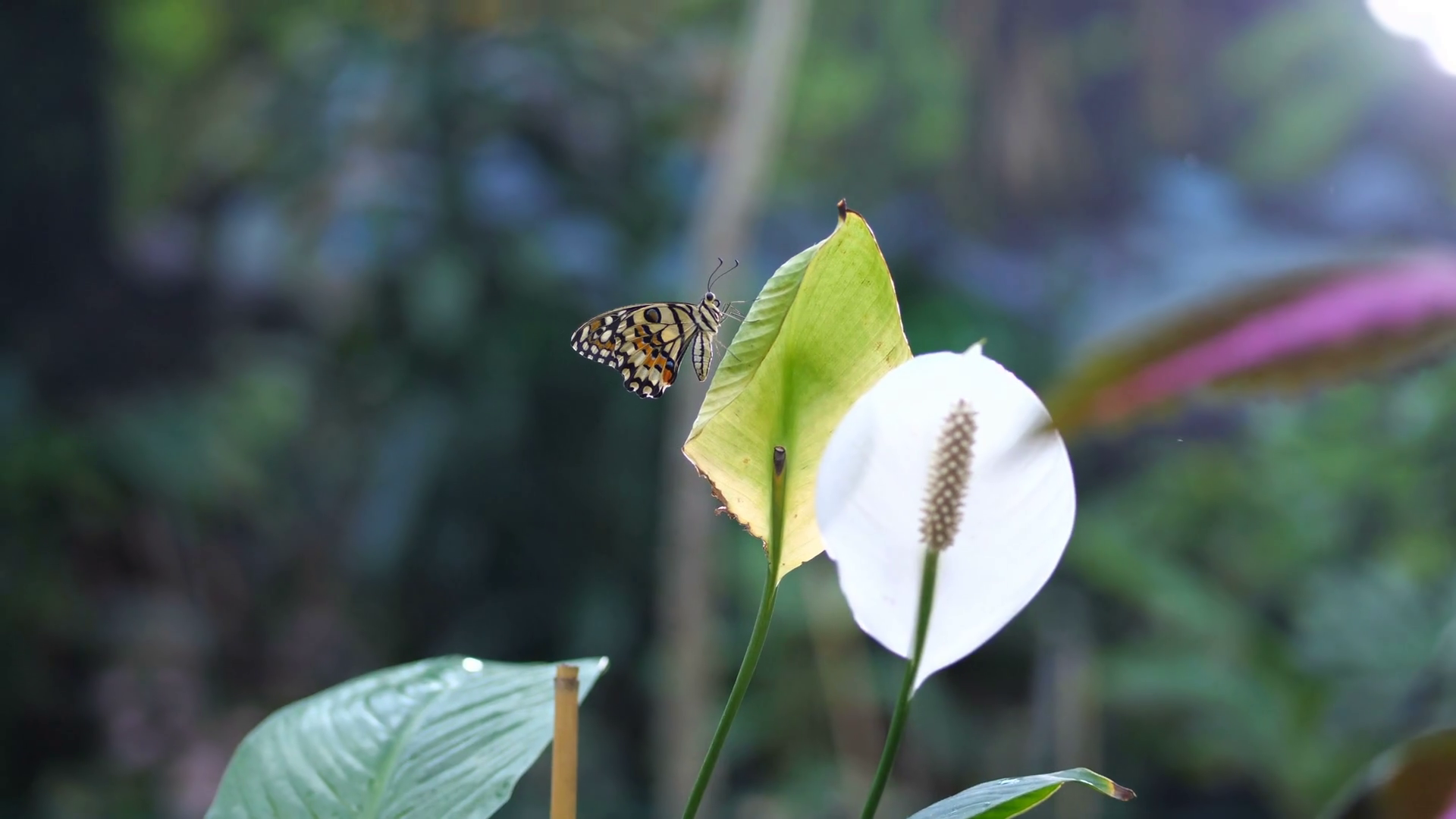 A beautiful garden, a butterfly sits on a flower, a little girl comes