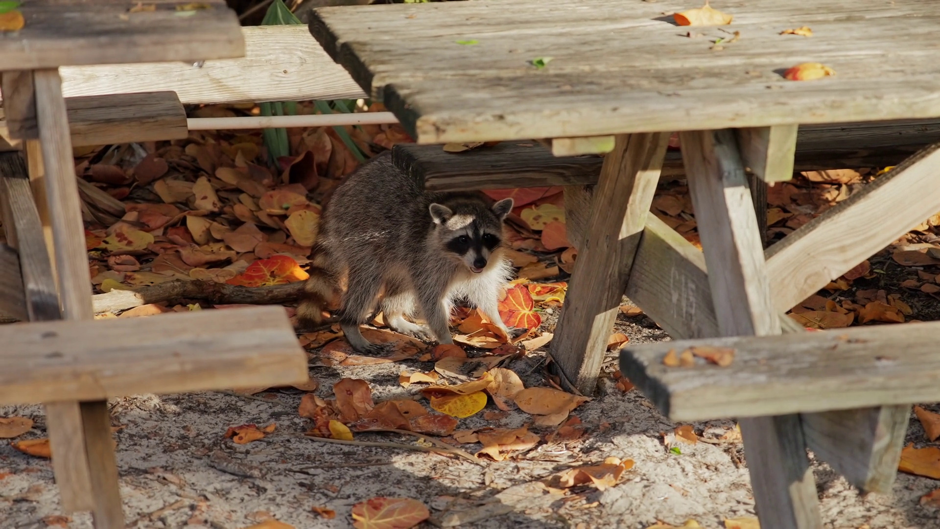 Raccoon Under Picnic Table With Fallen Stock Footage SBV-352811937 ...