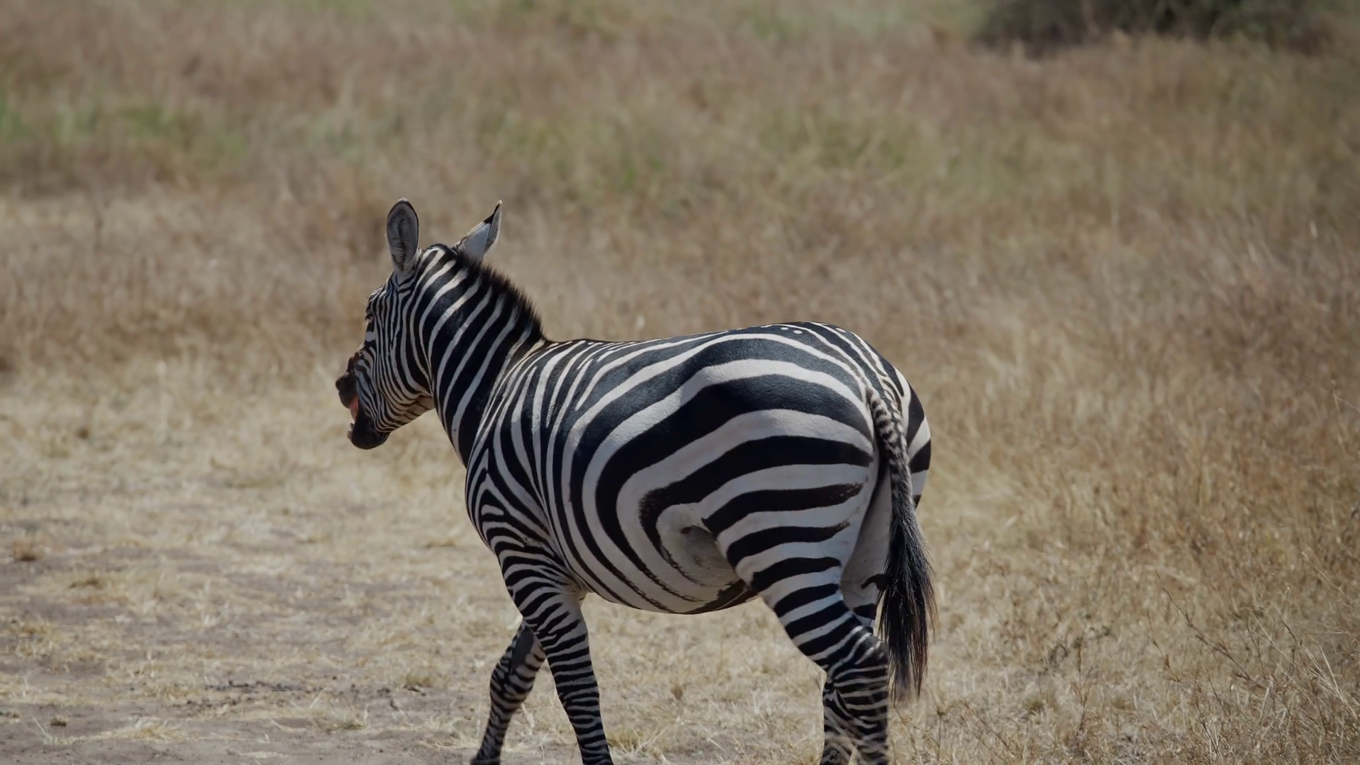 Walking Zebra Yawning In Kenya Masai Mara Stock Footage SBV-352801054 ...