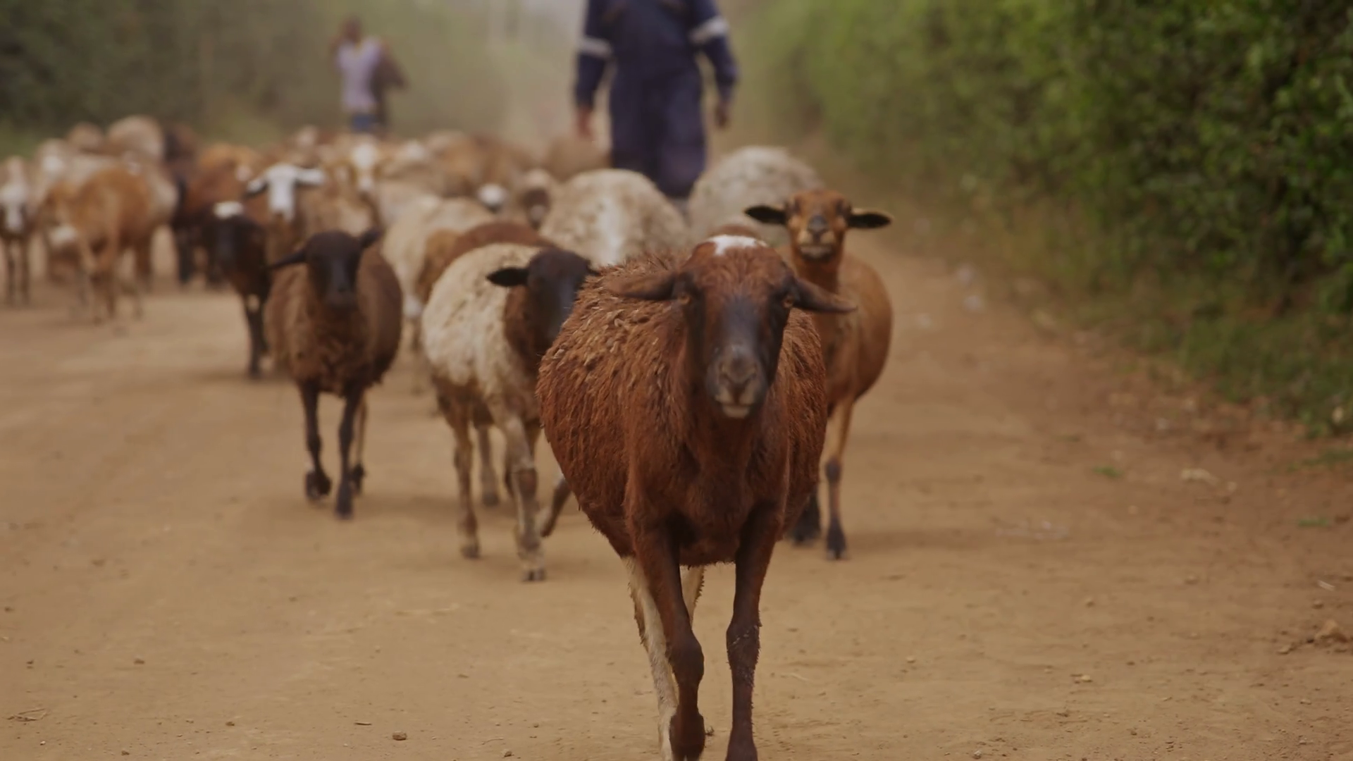 Flock Of Sheep With Shepherd Walking Through Stock Footage SBV ...