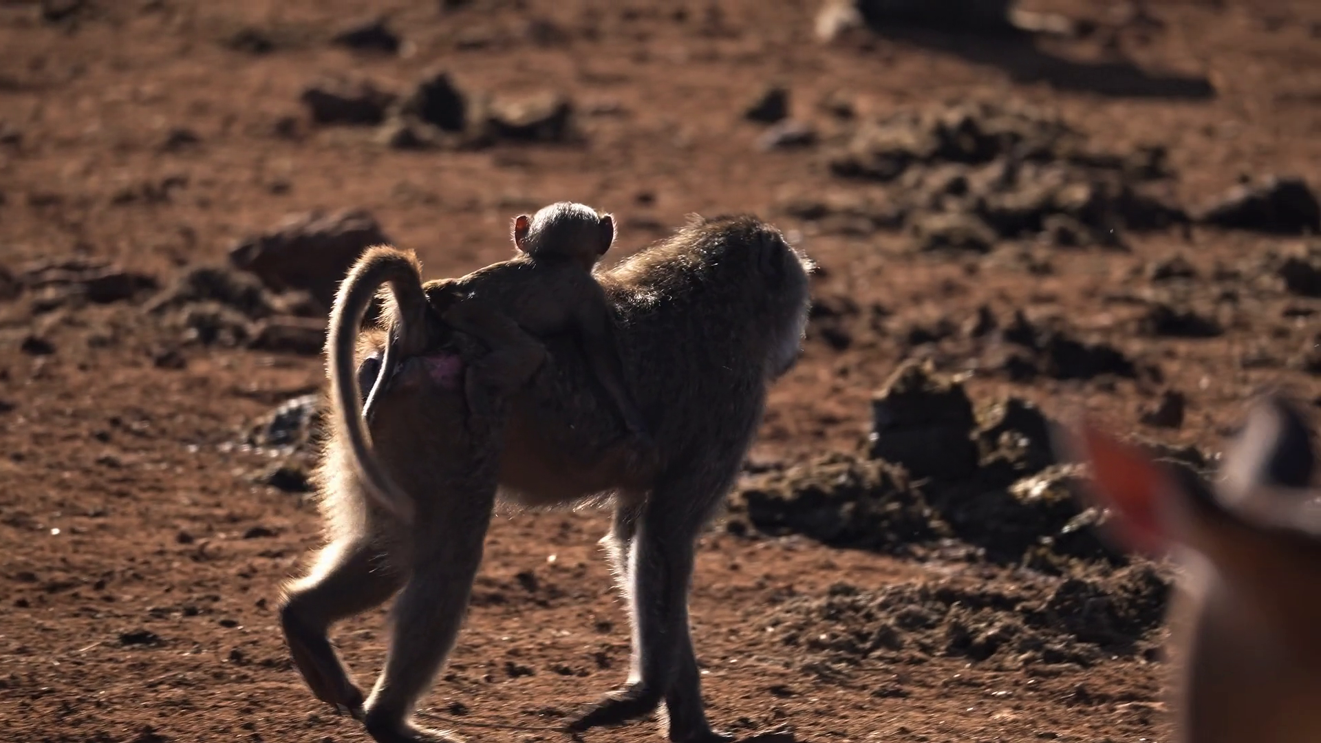 Baby Baboon Riding On Mothers Back Stock Footage SBV-353116298 ...