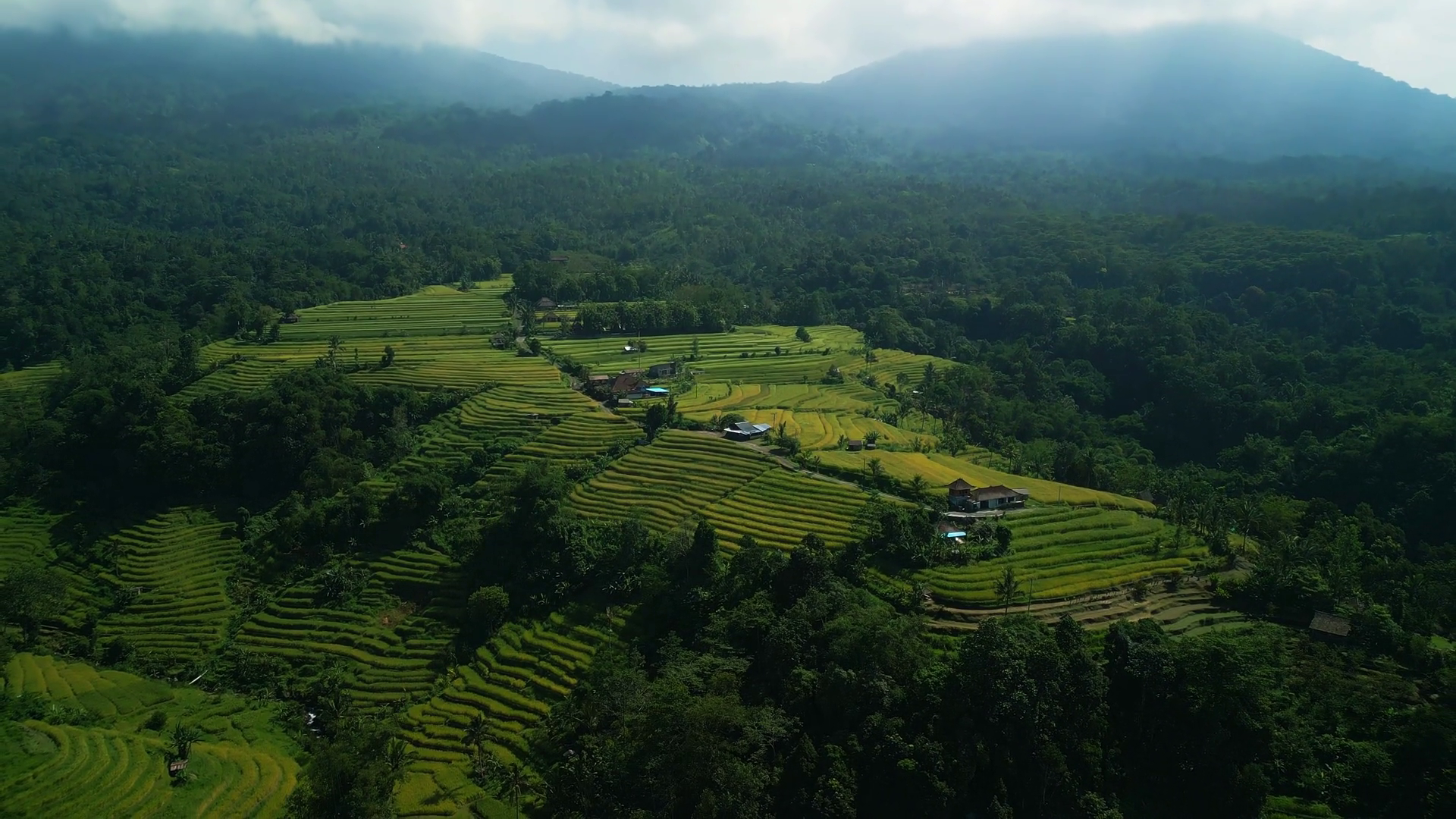 Morning Light Over Green Rice Terraces Stock Footage SBV-353295278 ...