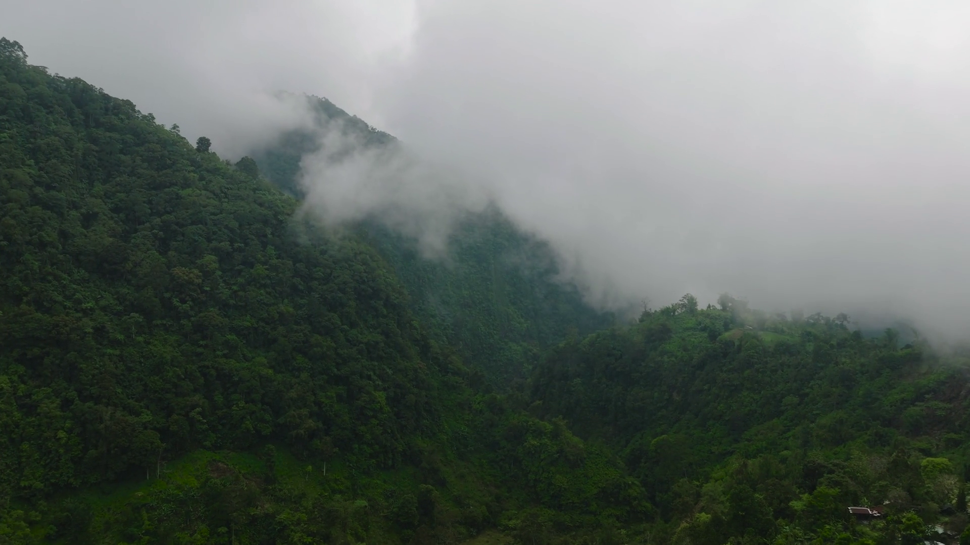 Aerial View Of Tropical Rianforest Ecosystem Stock Footage SBV ...