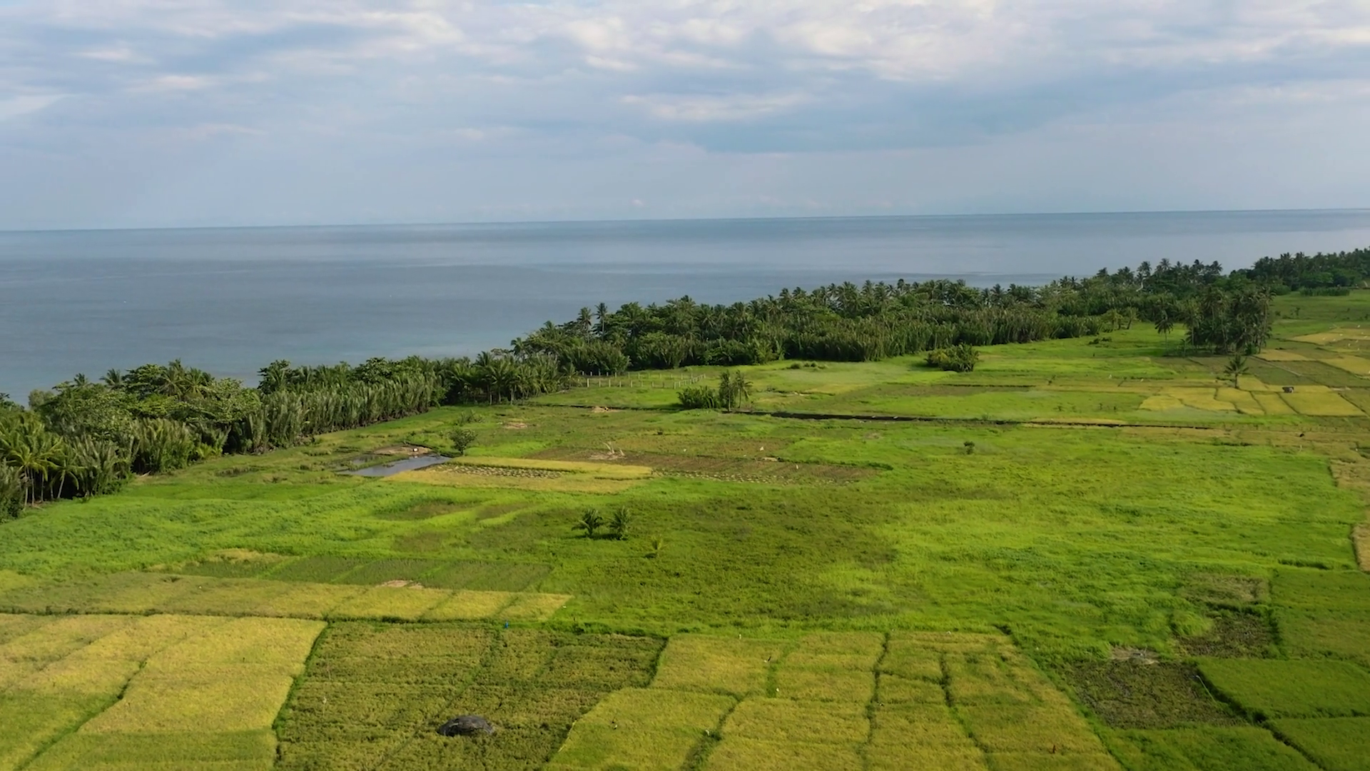 Paddy Rice Fields In Camiguin Island Stock Footage SBV-352321457 ...