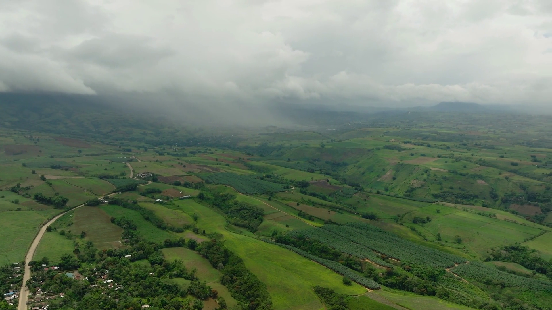 Farmland Of Rice Fields Banana Fruit Stock Footage SBV-352323723 ...