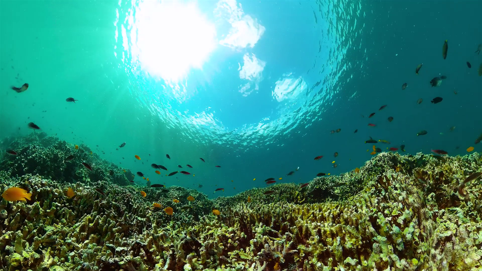 Underwater Life Scene Colorful Tropical Fish Stock Footage SBV ...