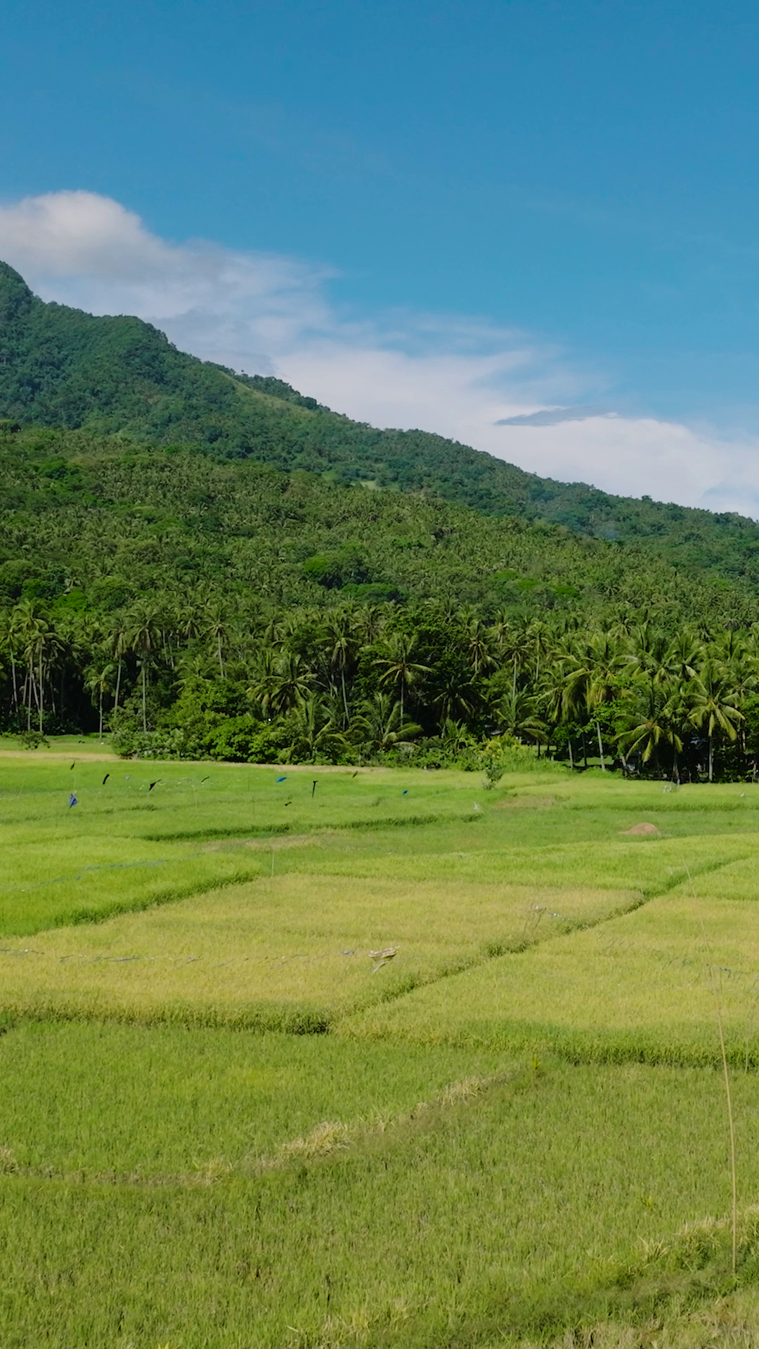 Farmland With Rice Fields In Mountainside Of Stock Footage SBV ...