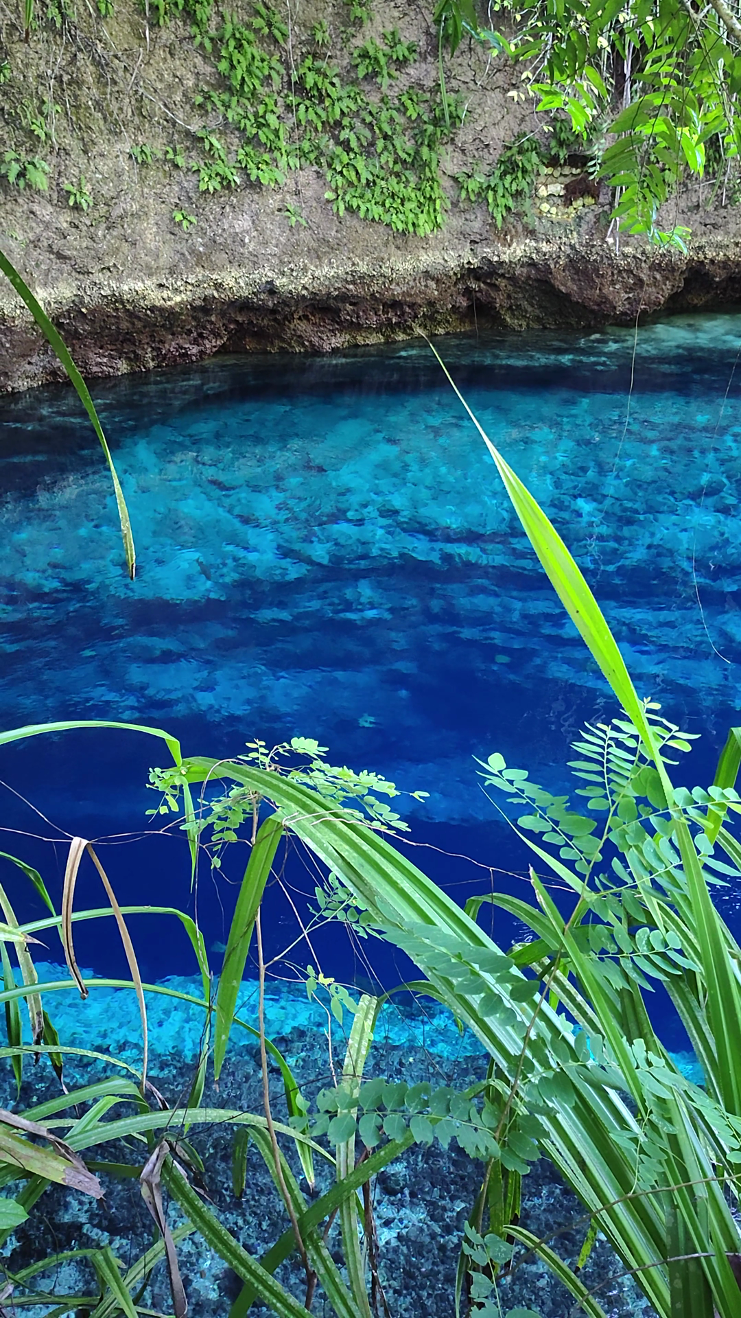 A Deep Blue River Surrounded Thick Forest Stock Footage SBV-353238998 ...