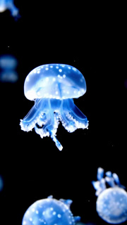 Slow Motion Shot Of Jellyfish Swimming In Dark Water With Bioluminescence Effect