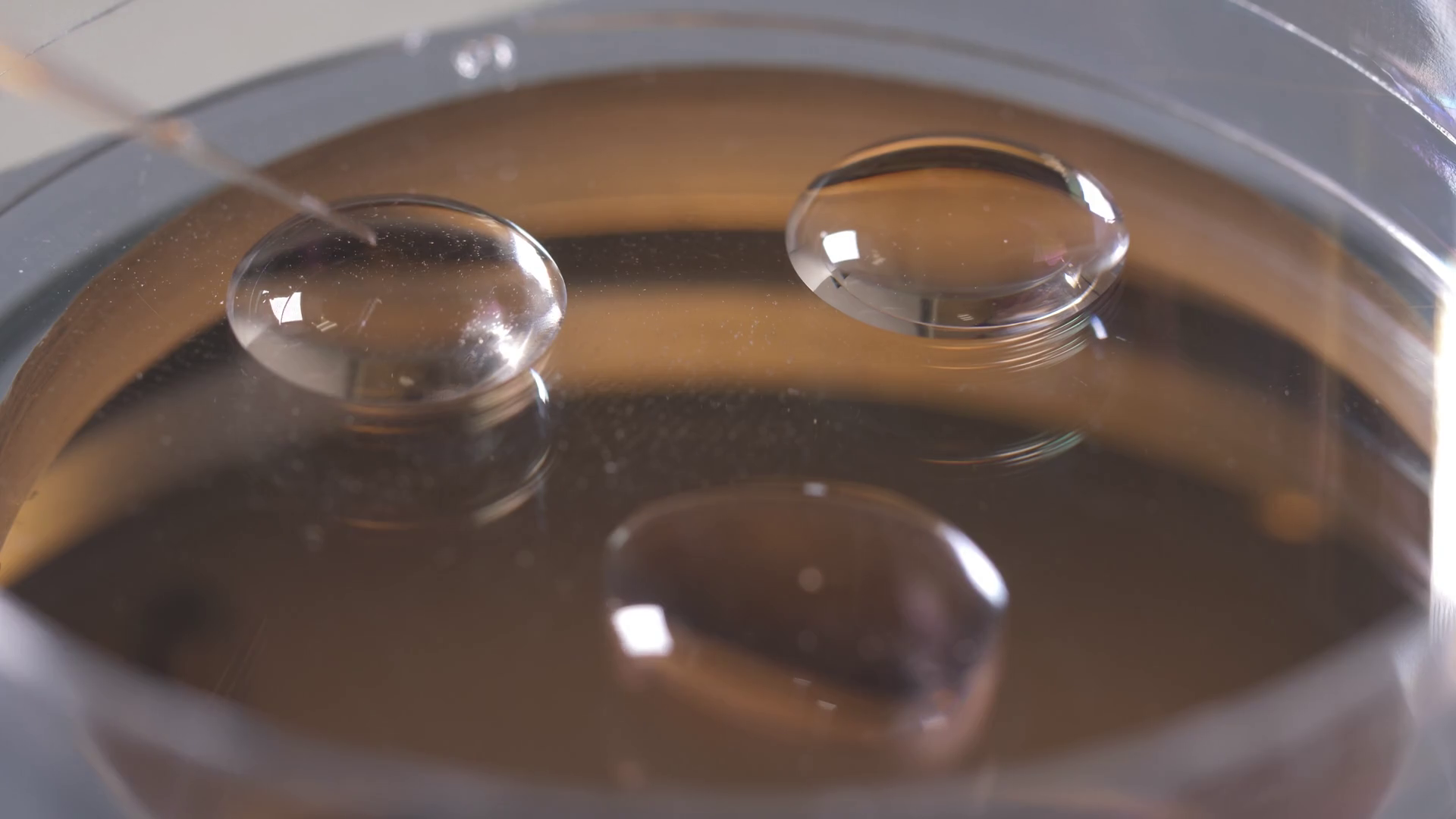 Closeup Of Petri Dish With Drops Of Stock Footage SBV338165341